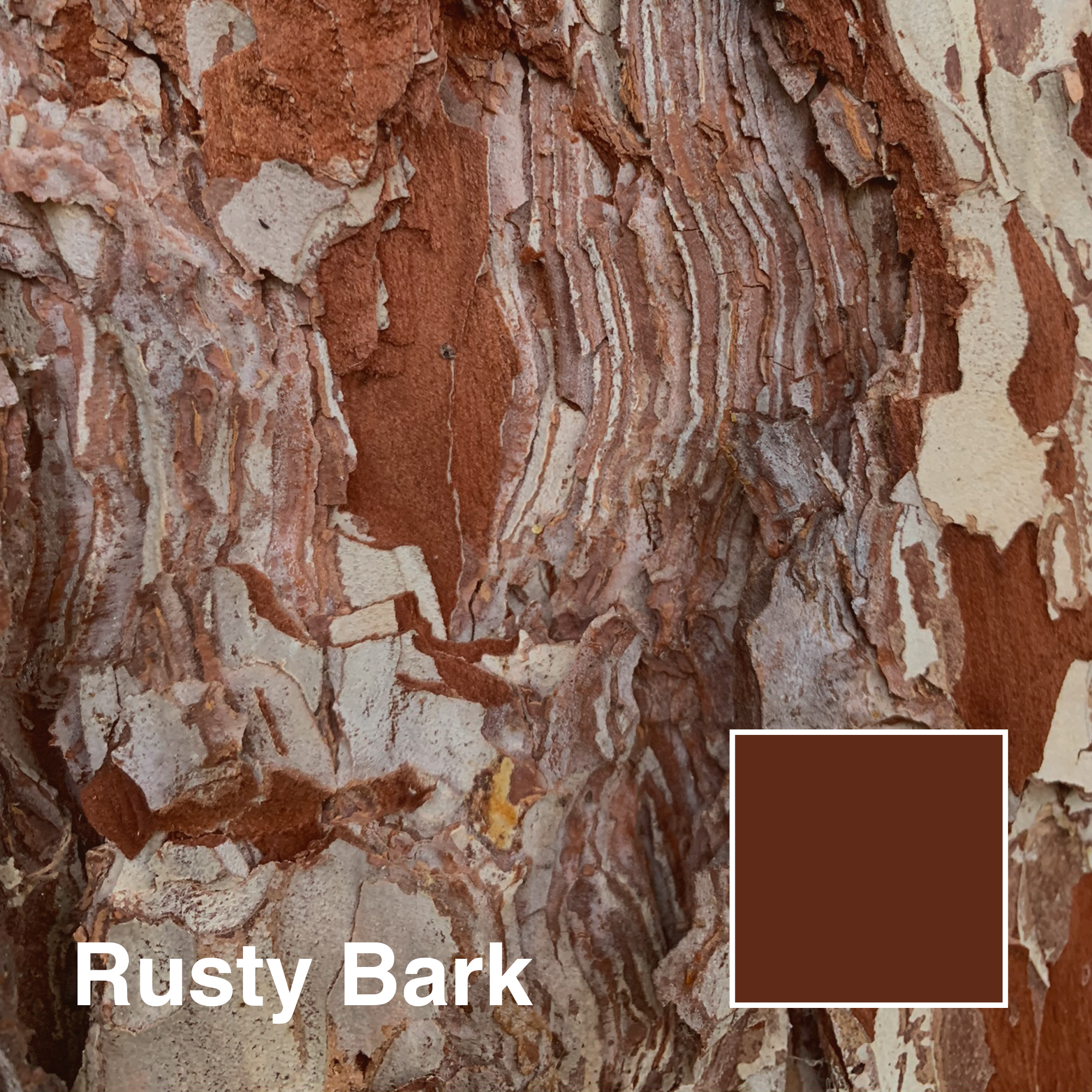 RUSTY-BARK-title.png