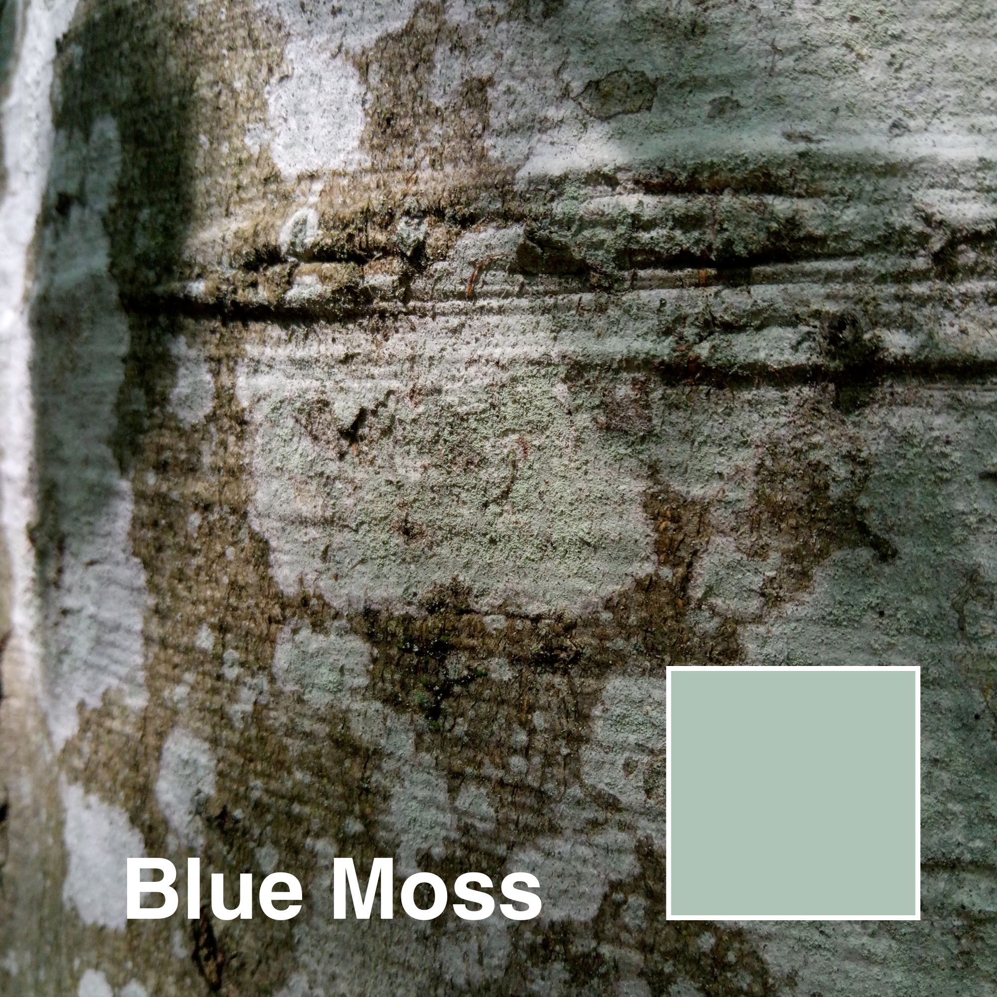 BLUE-MOSS_title.png