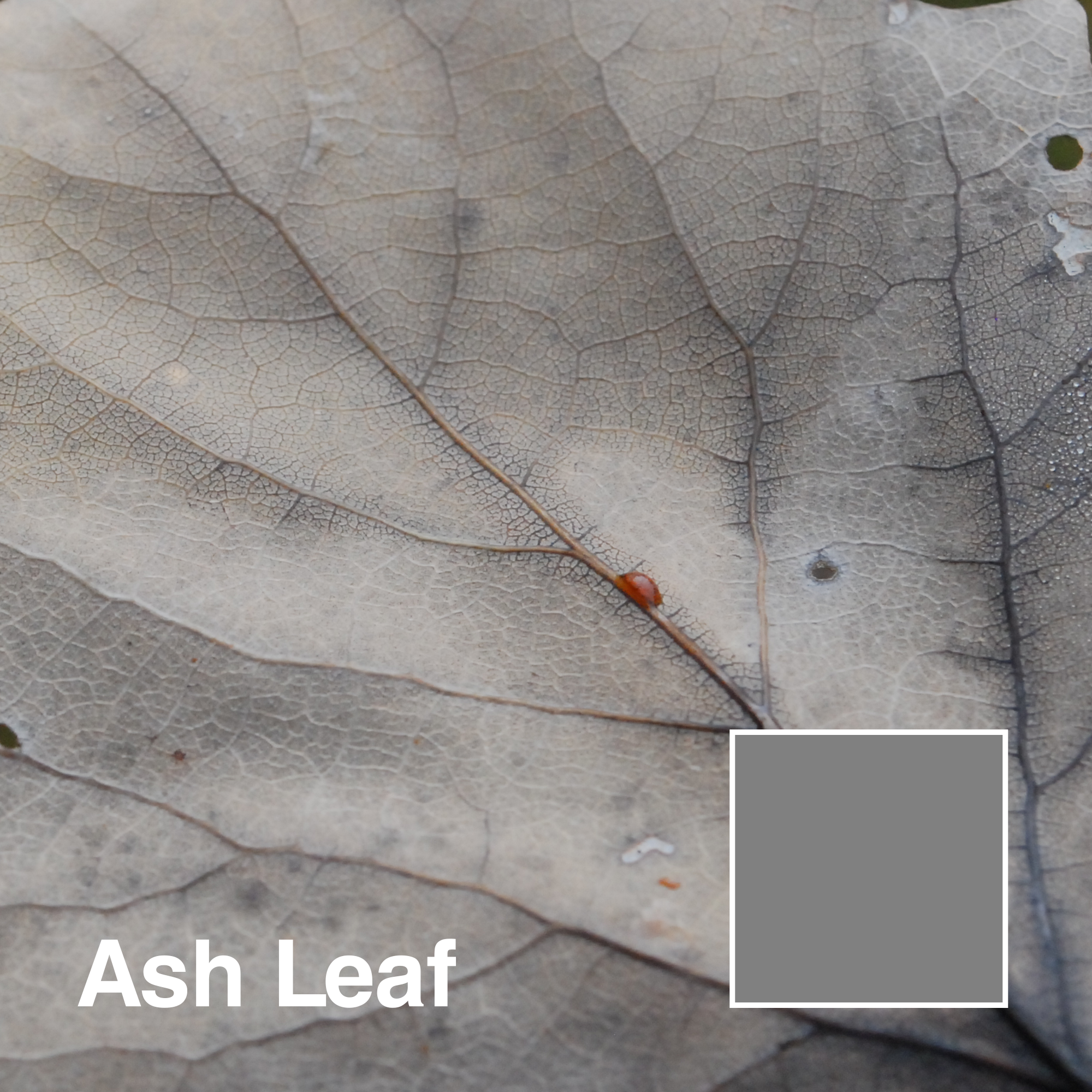 ASH-LEAF_title.png