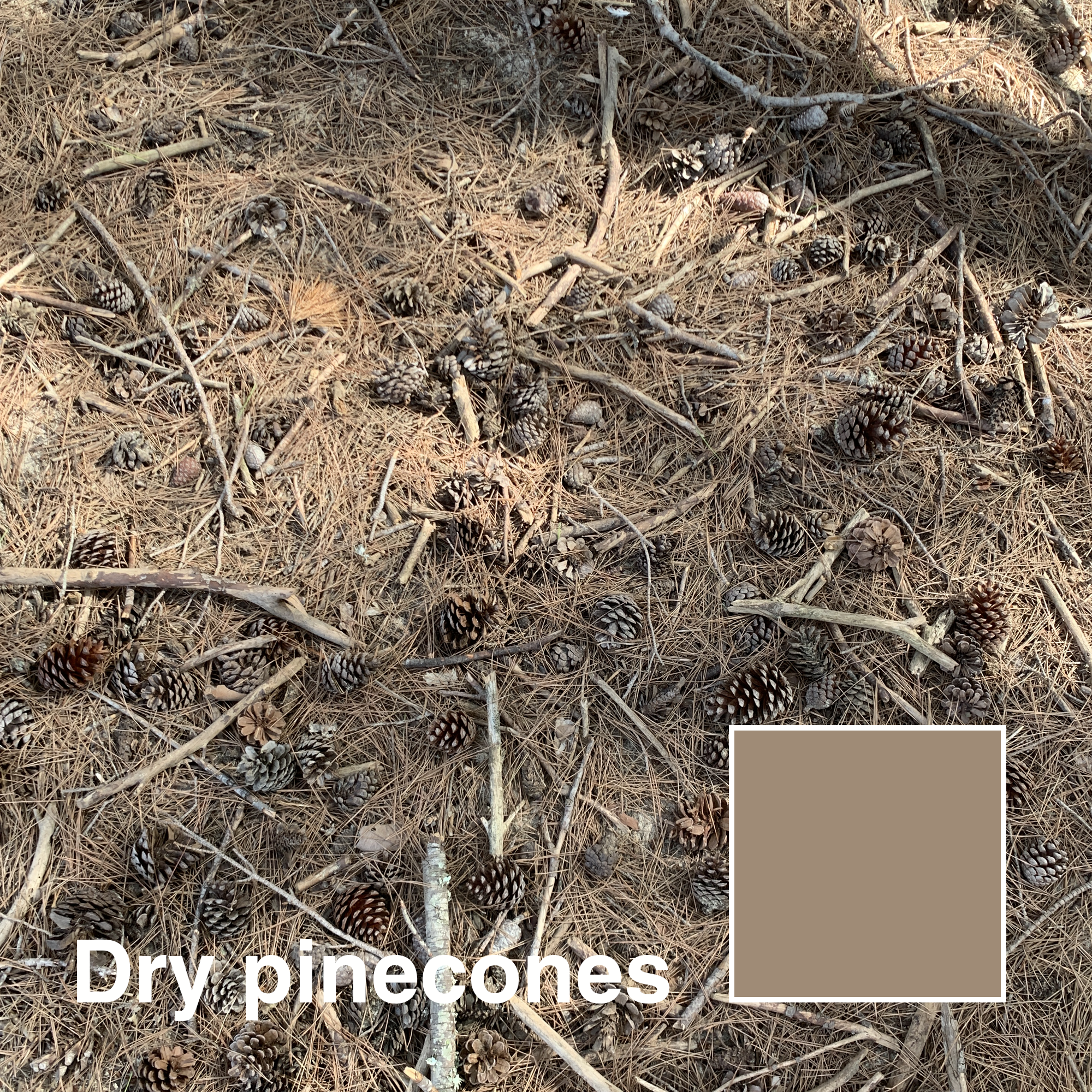 DRY-PINECONES_title.png