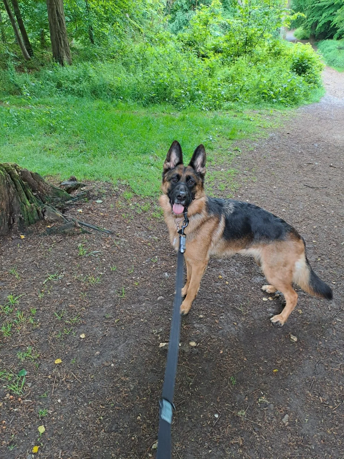 Barks and Rec Dog Walking Hemel Hempstead Dog Walker