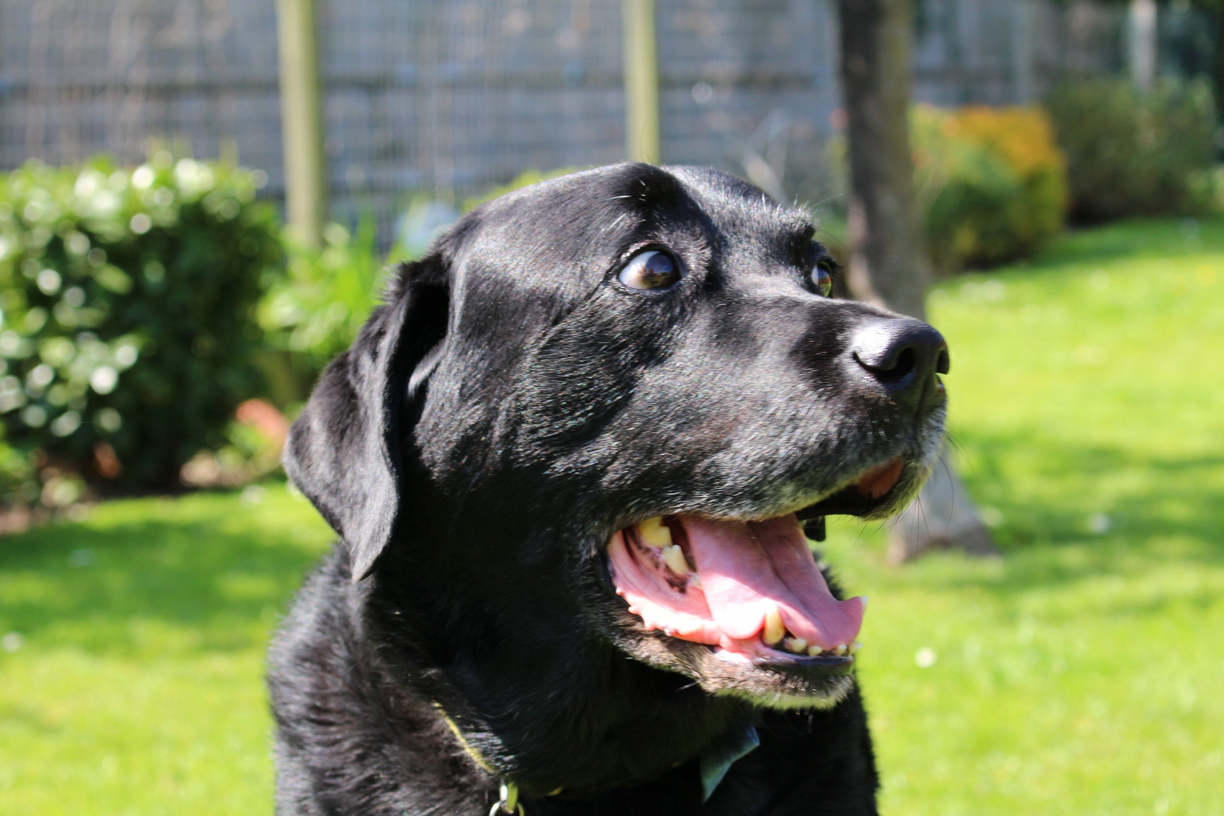 Black labrador