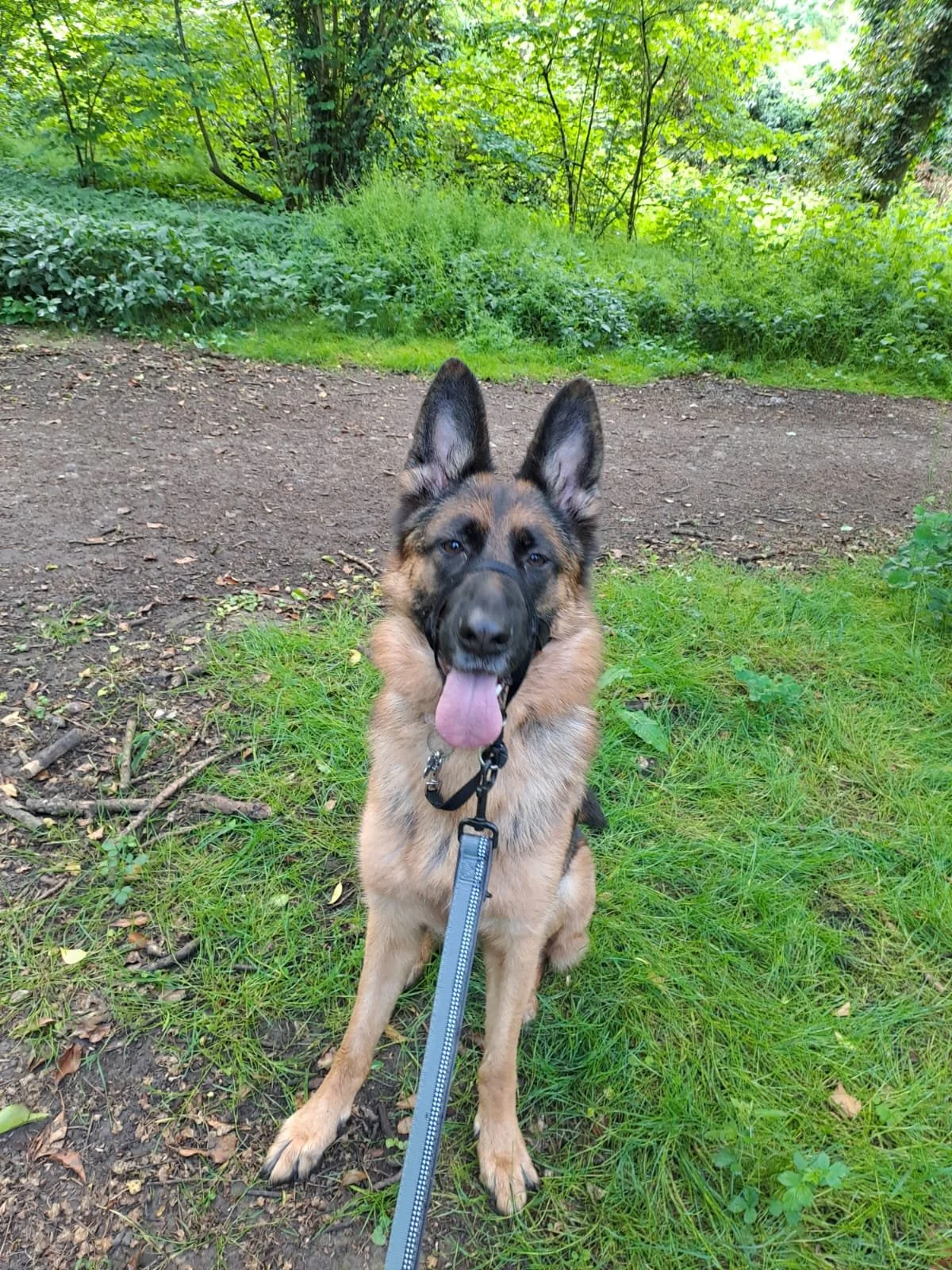 Barks and Rec Dog Walking Hemel Hempstead Dog Walker