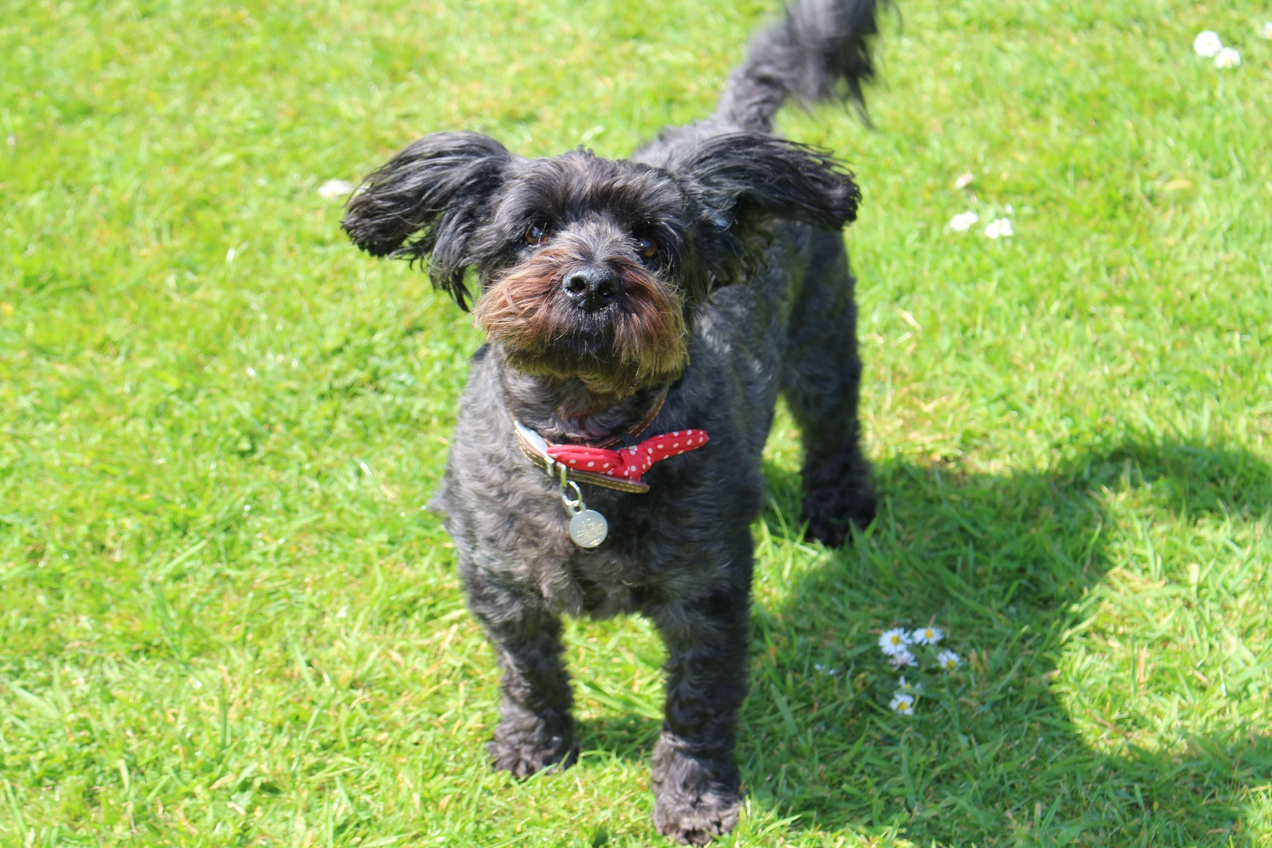 Barks and Rec Dog Walking Hemel Hempstead Dog Walker