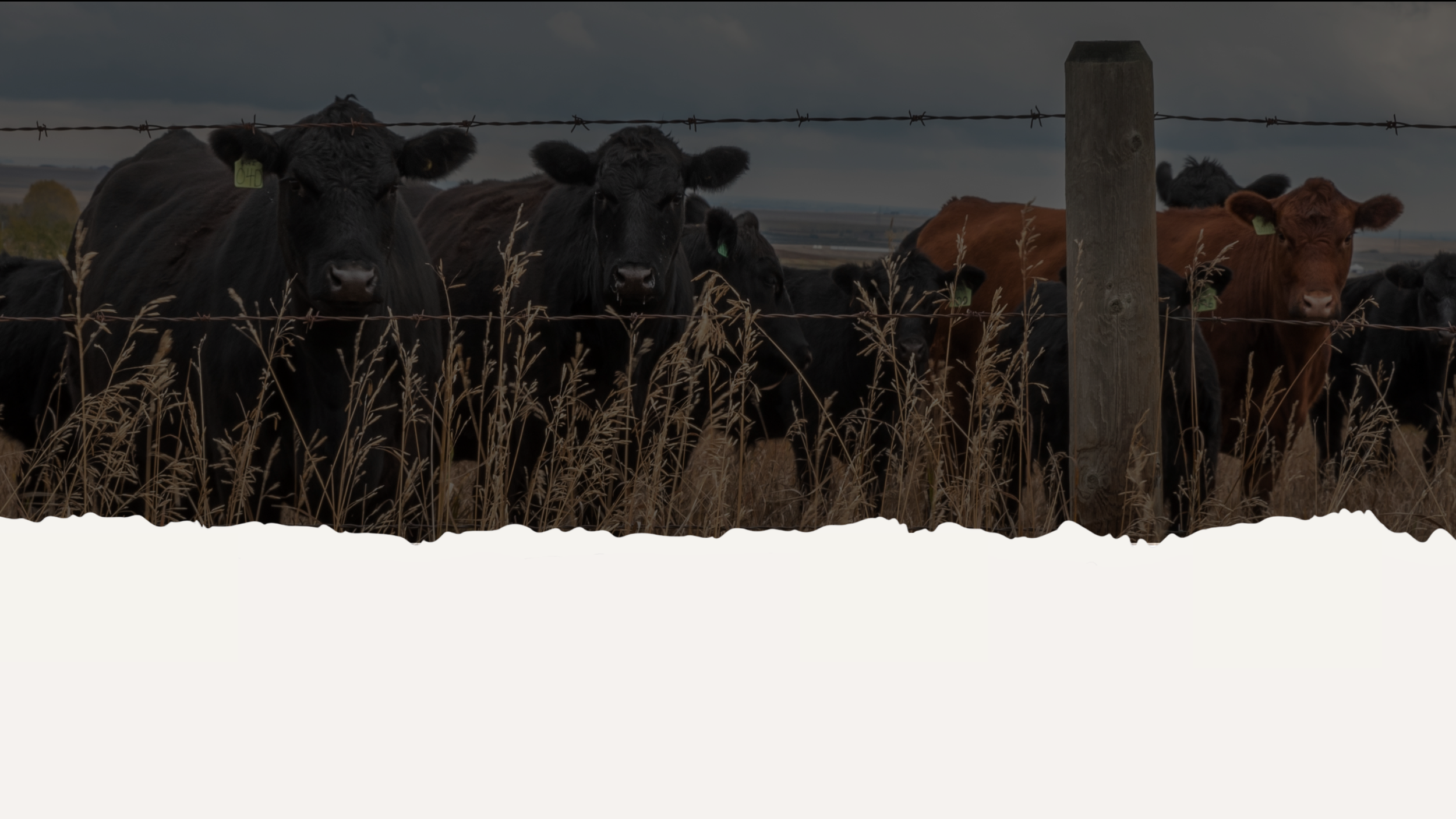 Black and brown cows standing behind a barbed wire fence in a grassy field under a cloudy sky