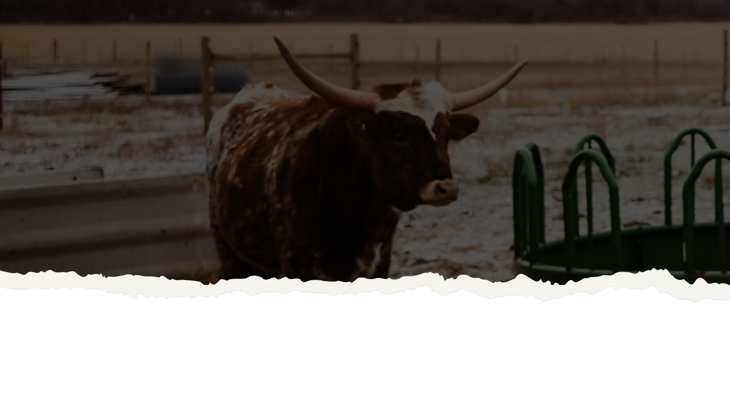 A longhorn steer standing outdoors on a snowy or frosty surface with a wooden fence in the background and green cattle feed troughs nearby.