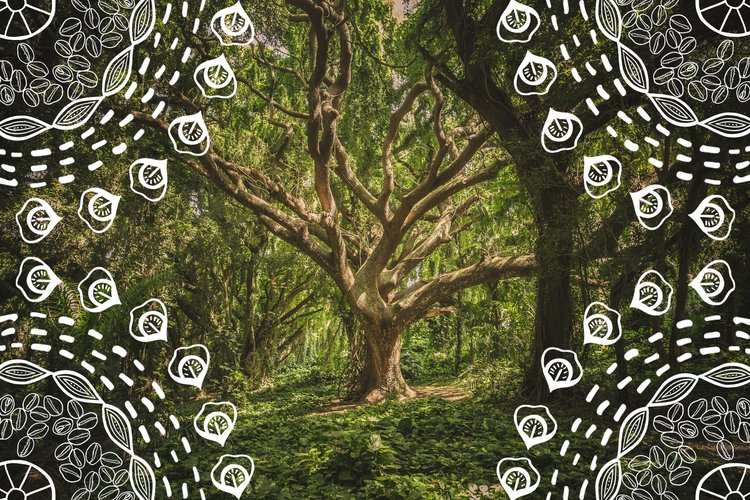 An image of a beautiful tree that represents grounding, which is what our exercises, experiences and meditations in Earth will provide.