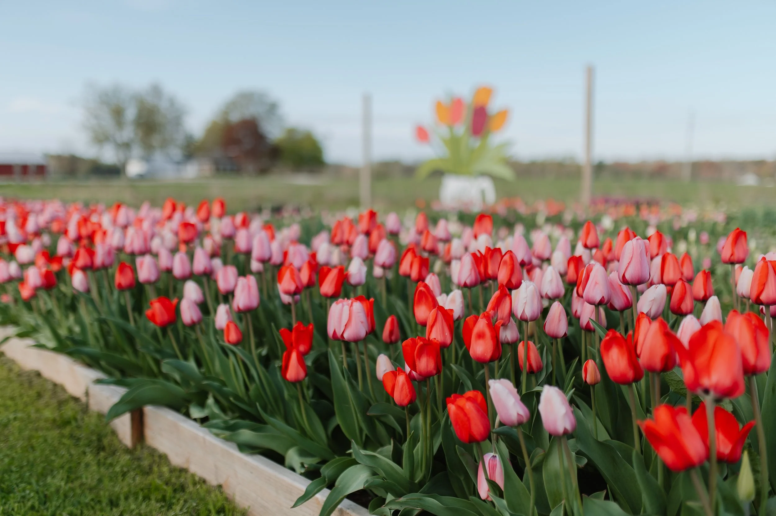 Wild Flower Farm’s Guide for Tulip Time in Holland, MI