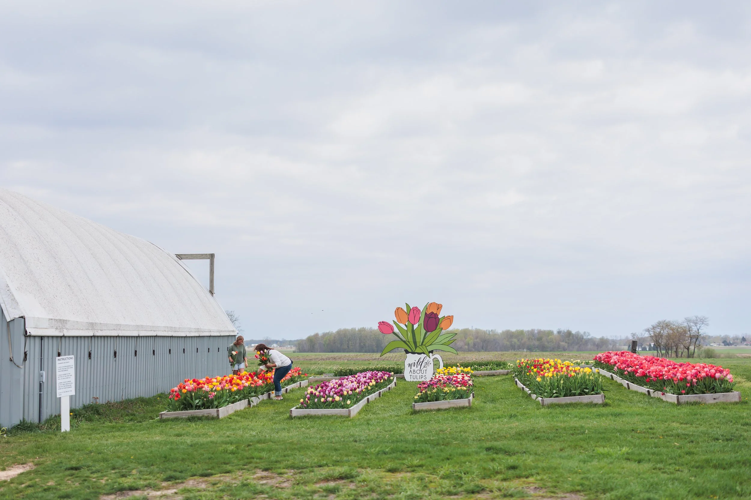 Tulip UPick in Holland, MI