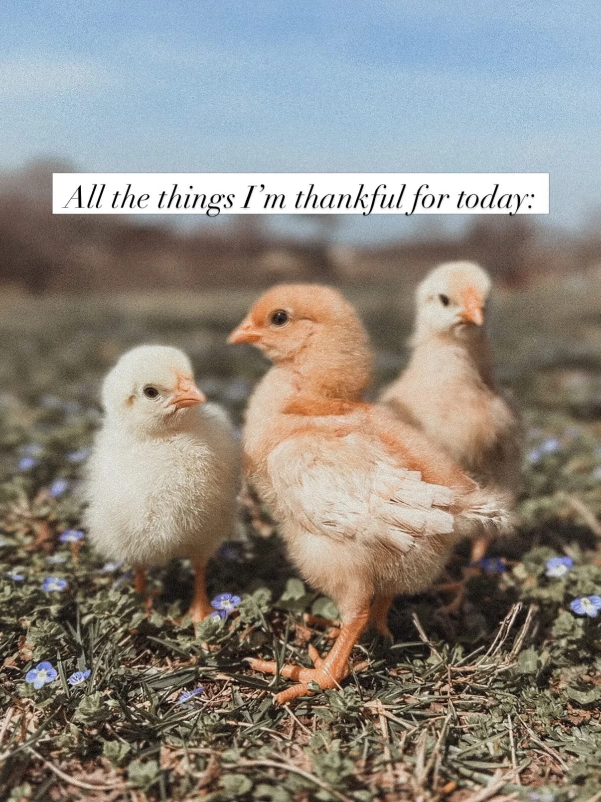 All the things I&rsquo;m thankful for today 🐥🌻💕🌾🏡☀️🌷🎨
.
.
.
#sunshine #countryhomestyle #babychicks #greatpyreneespuppy #farmlife