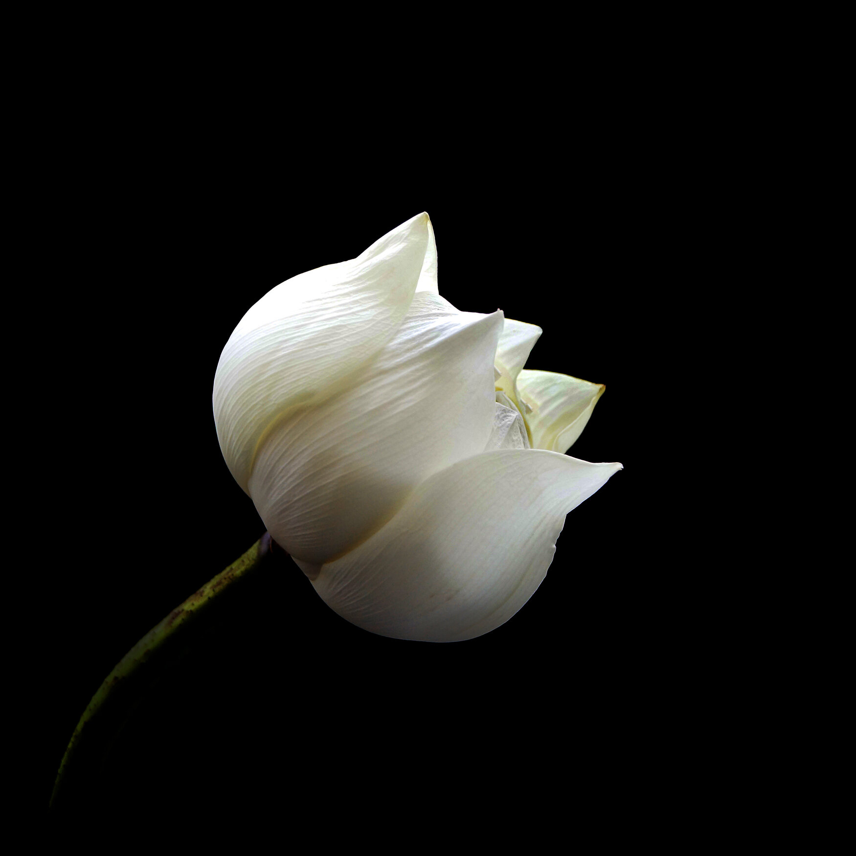 WHITE LOTUS / Plate 7841