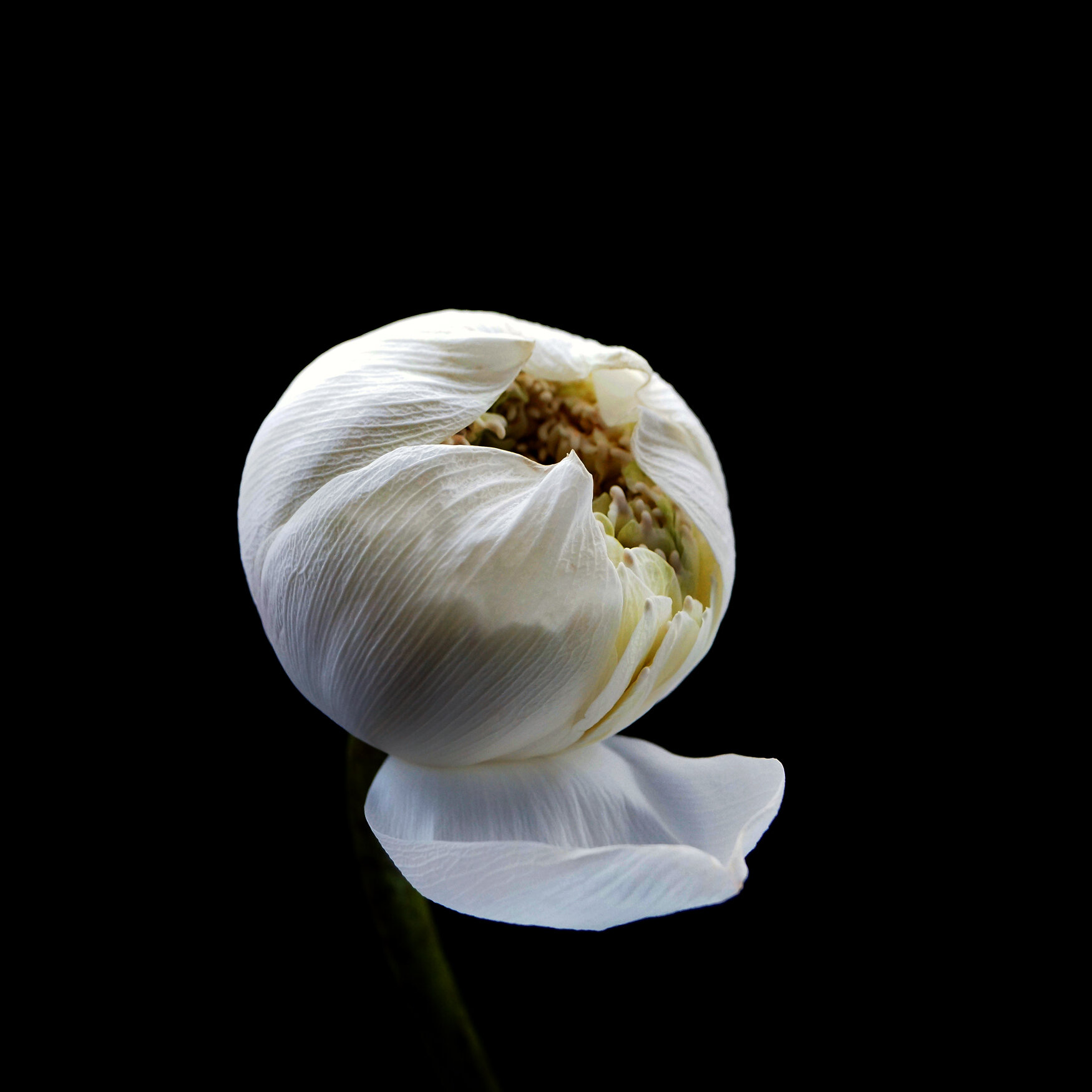 WHITE LOTUS / Plate 7821