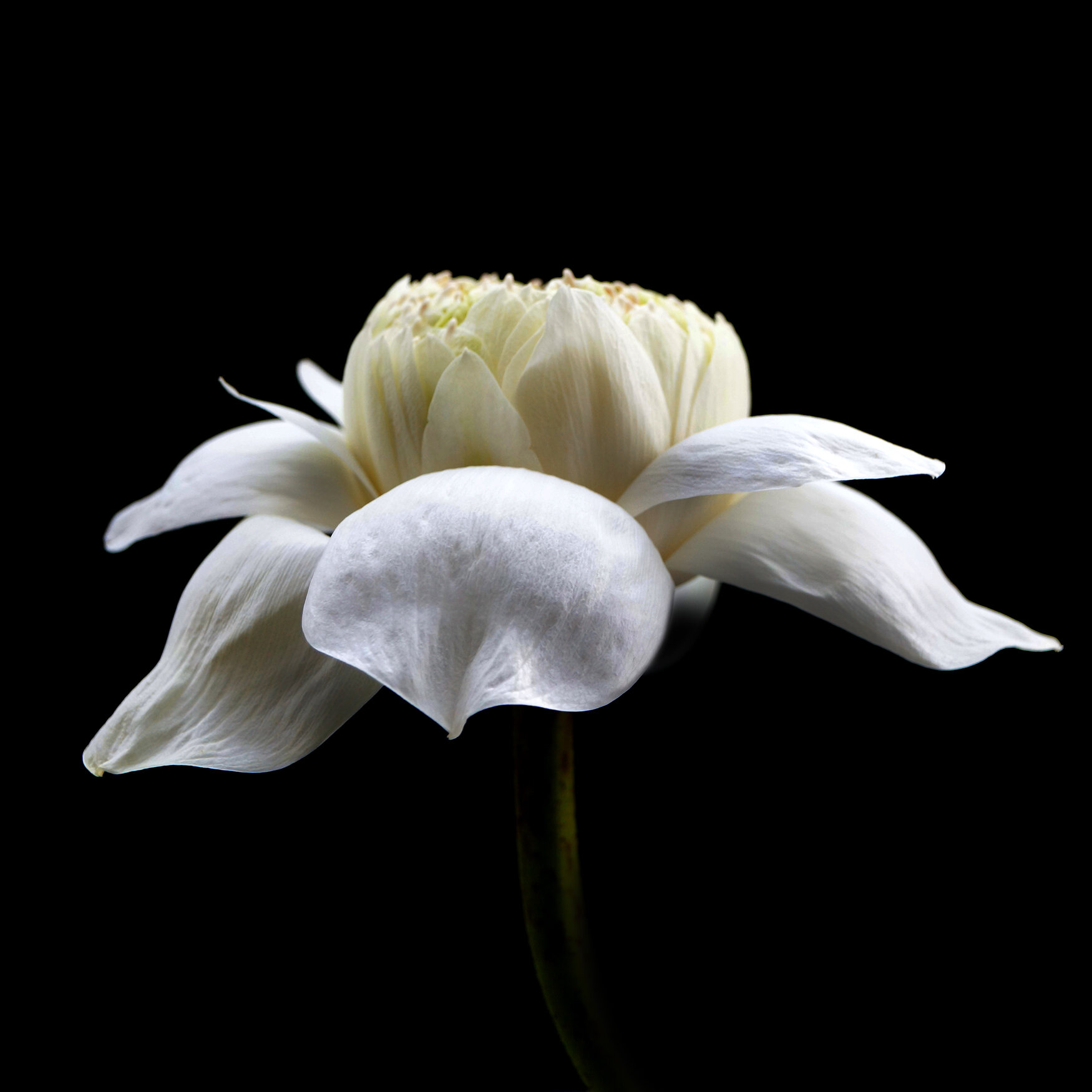 WHITE LOTUS / Plate 7863