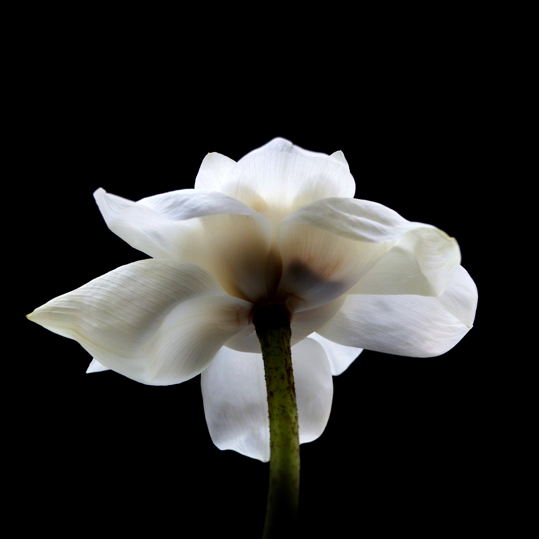 WHITE LOTUS / Plate 7866