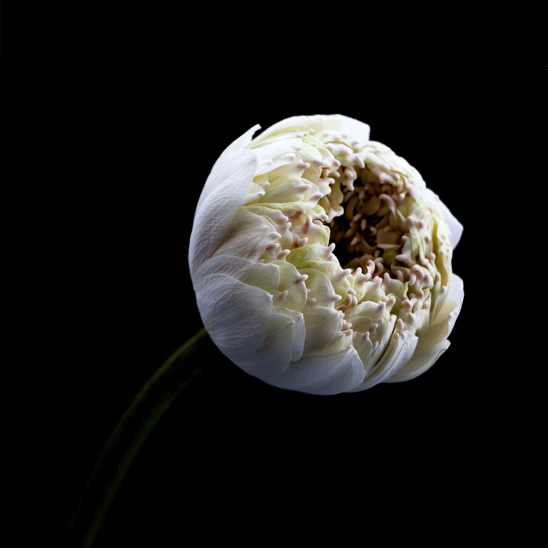 WHITE LOTUS / Plate 7881