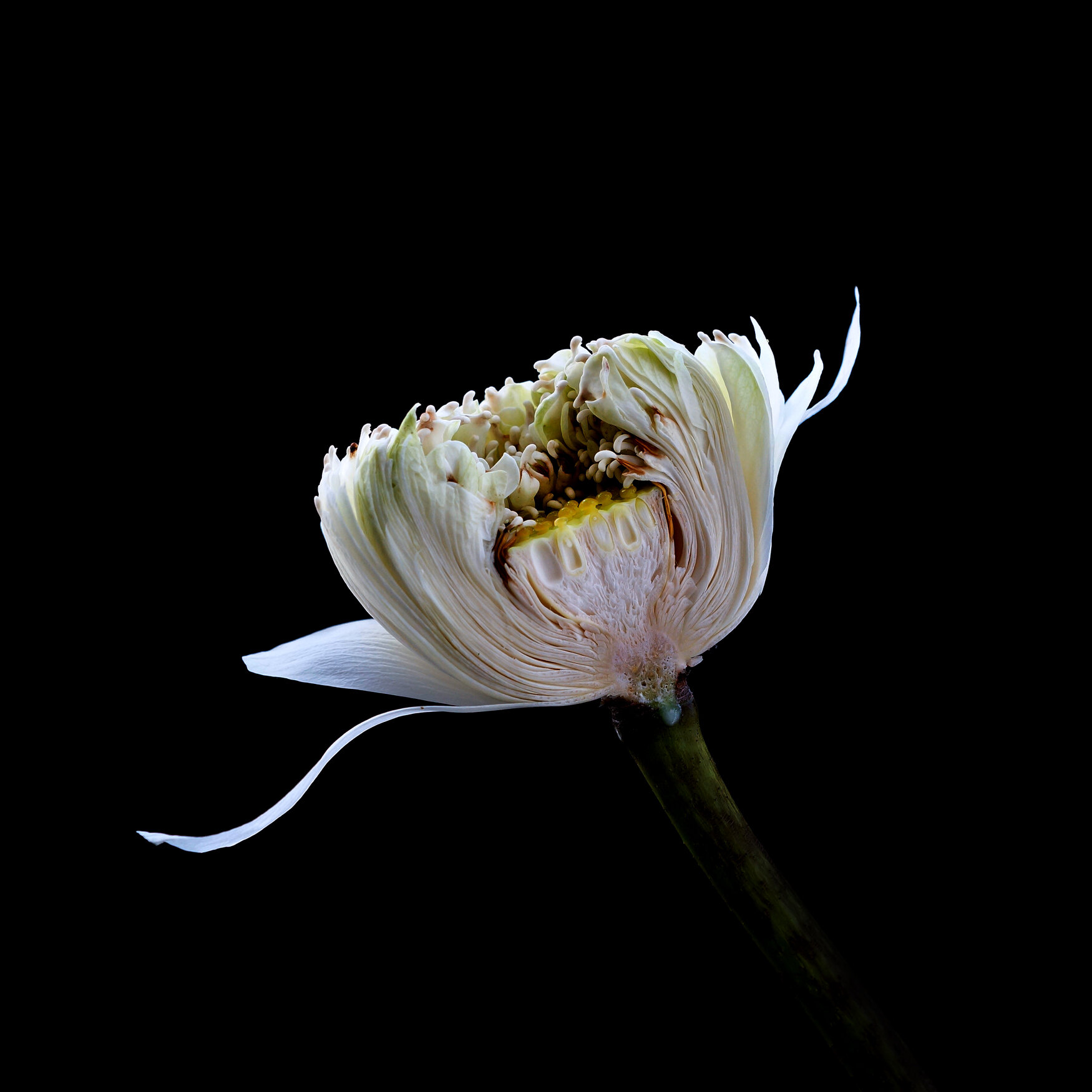 WHITE LOTUS / Plate 8017