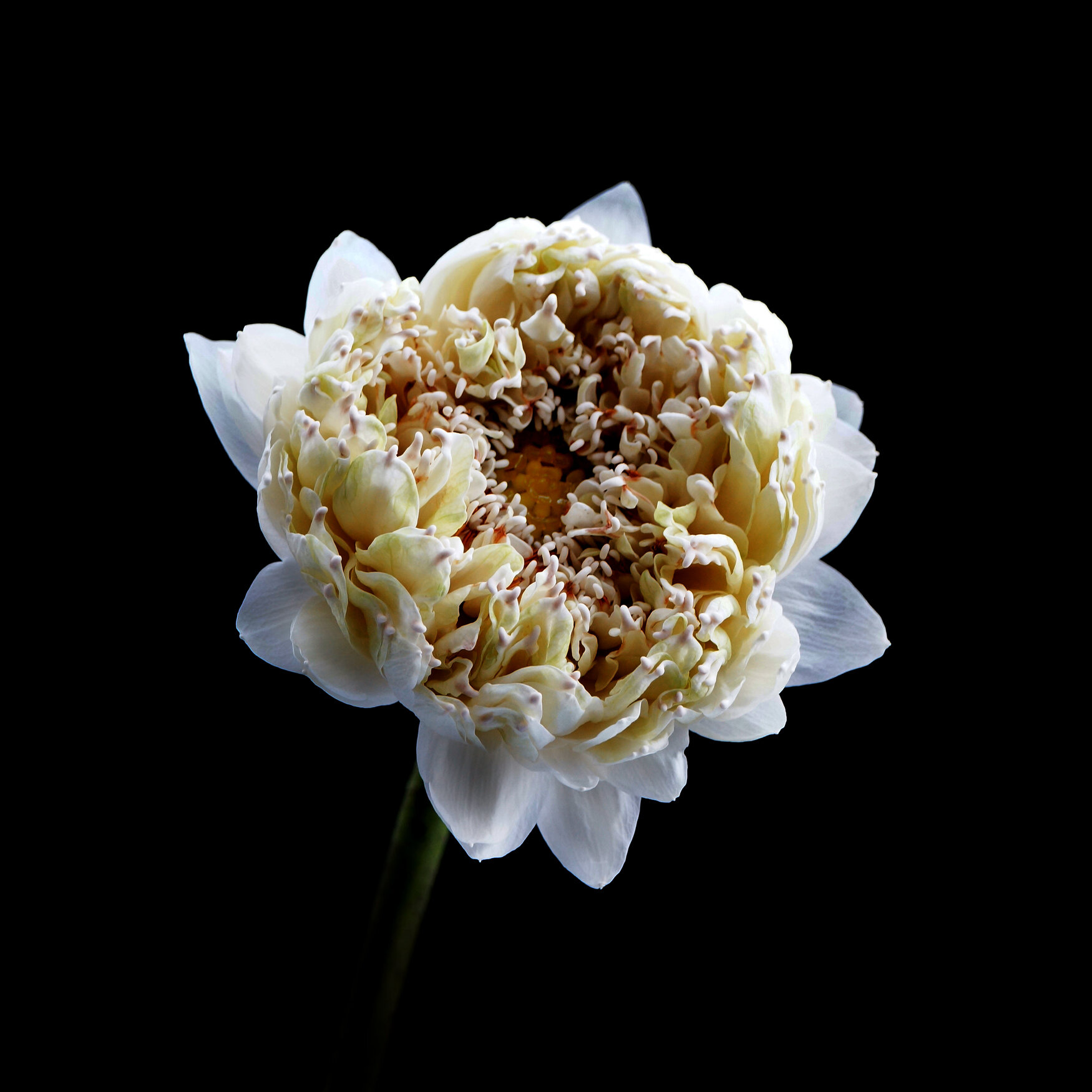 WHITE LOTUS / Plate 7900