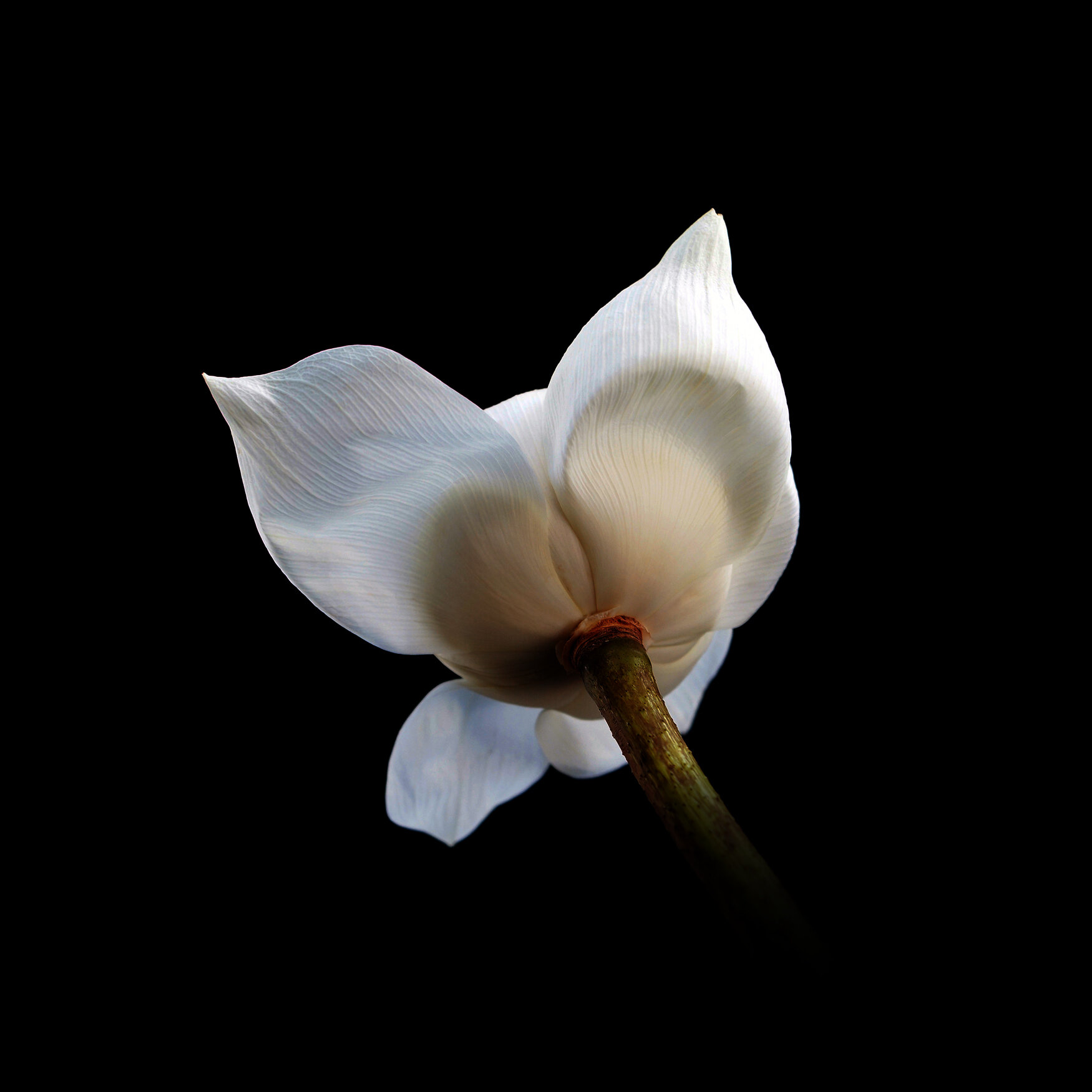 WHITE LOTUS / Plate 8030