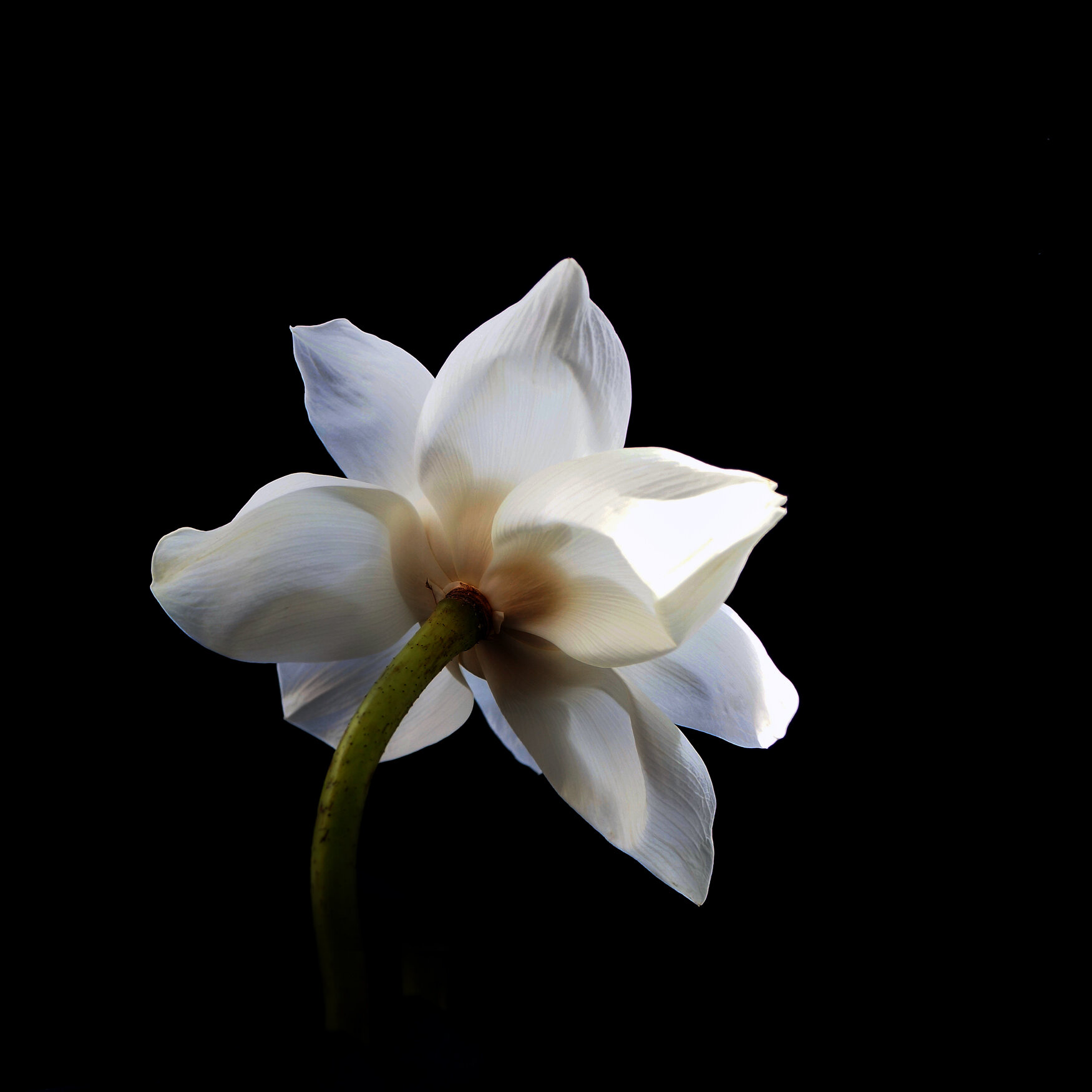 WHITE LOTUS / Plate 7979