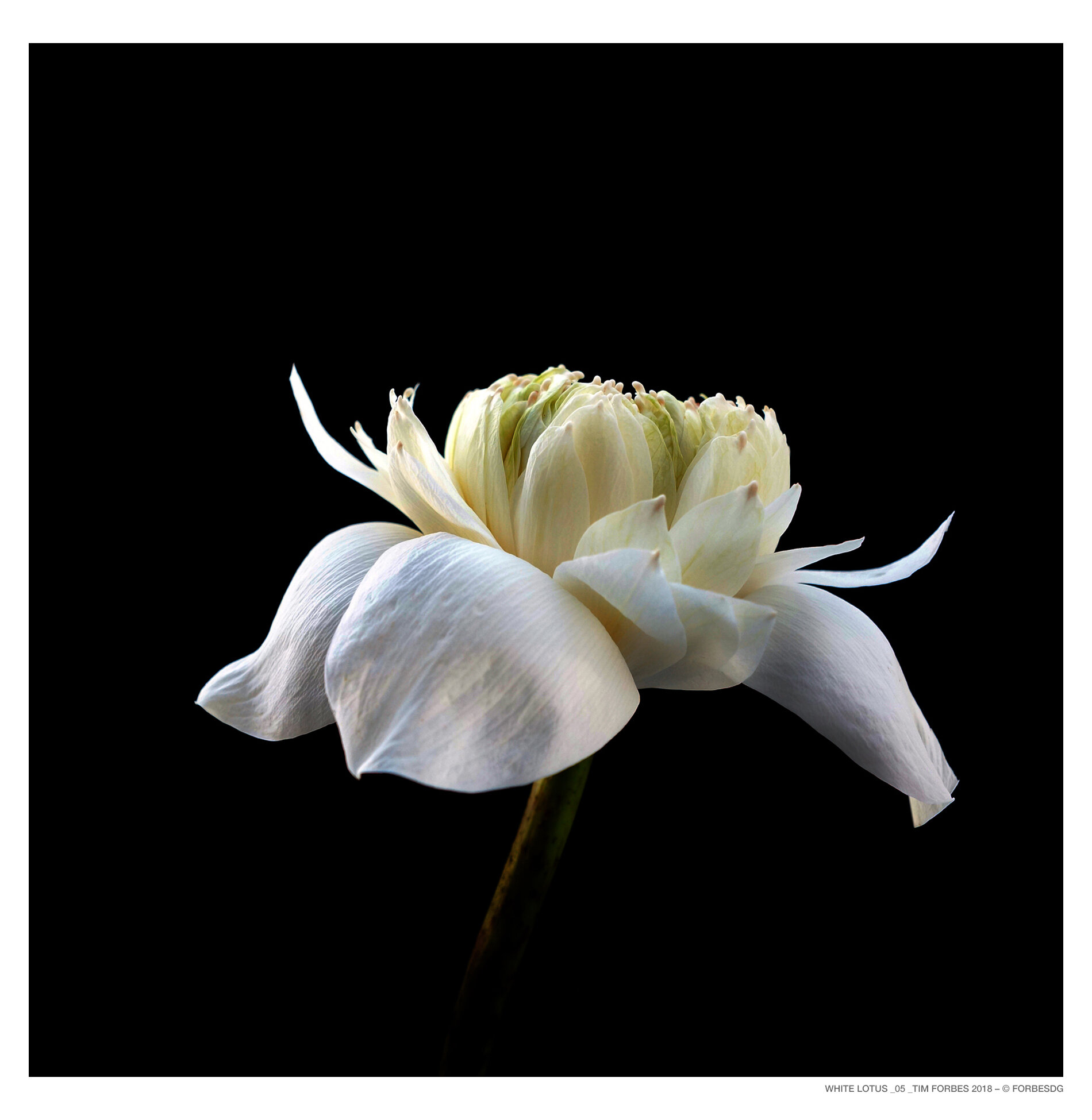 WHITE LOTUS _Plate 8012