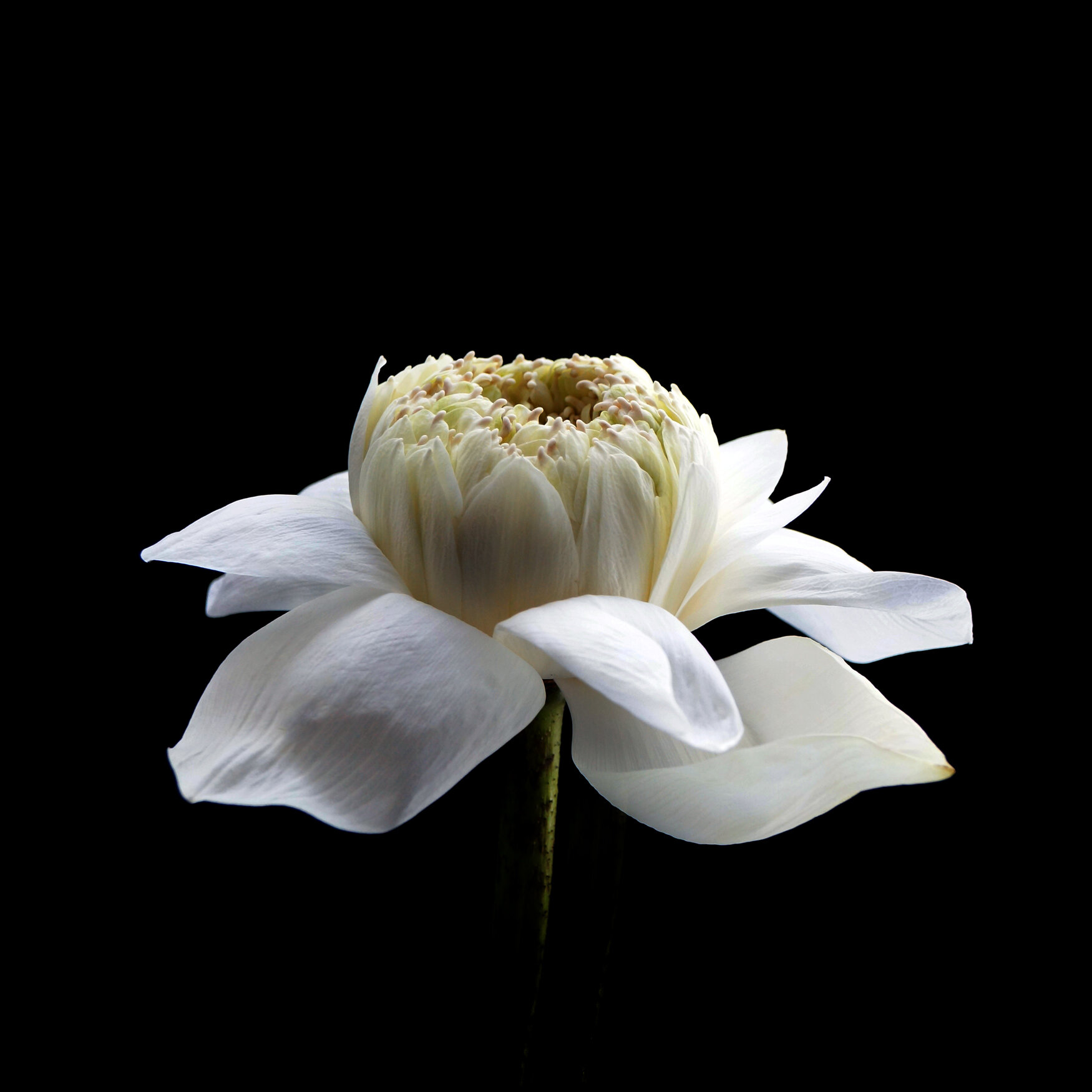 WHITE LOTUS / Plate 7868