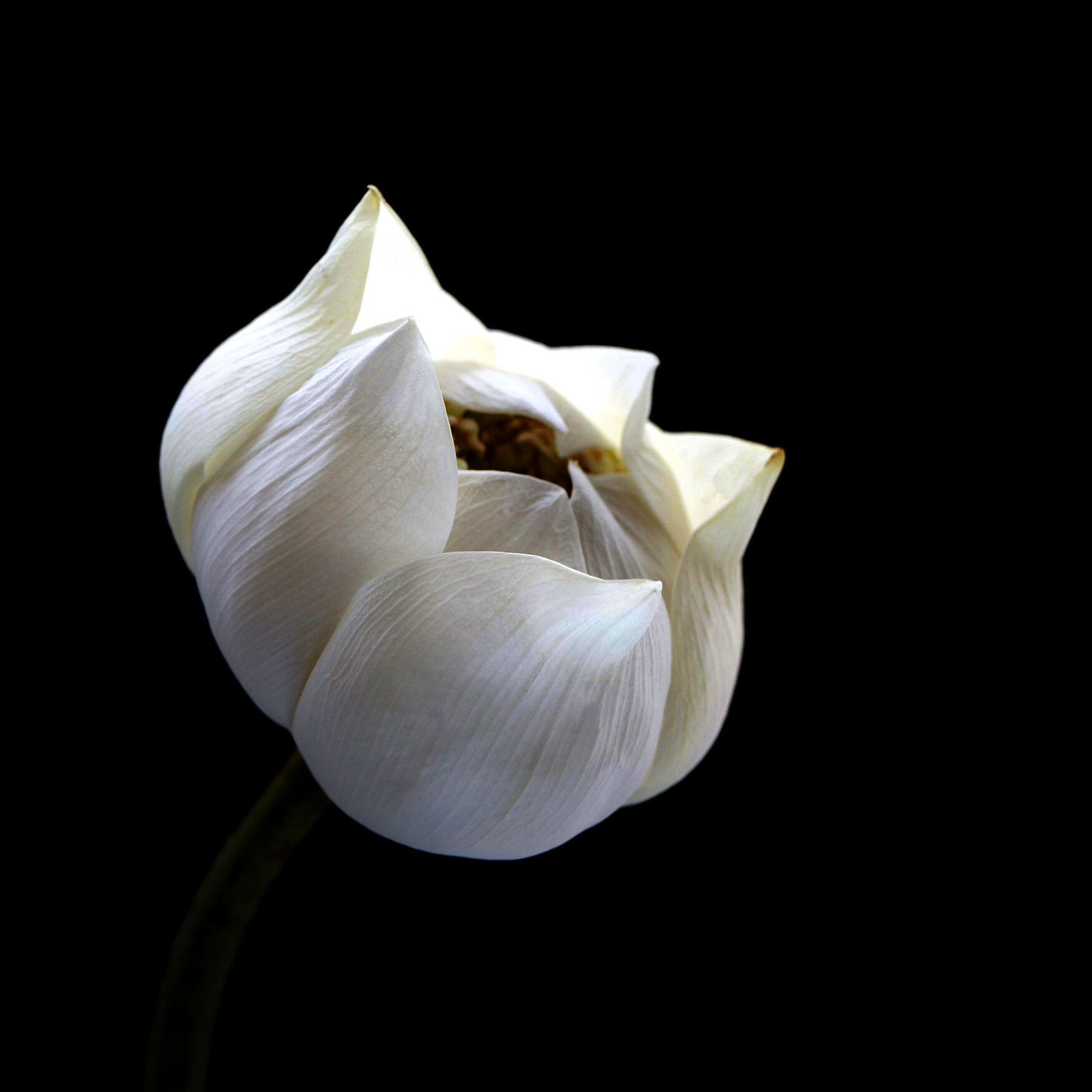 WHITE LOTUS / Plate 7836