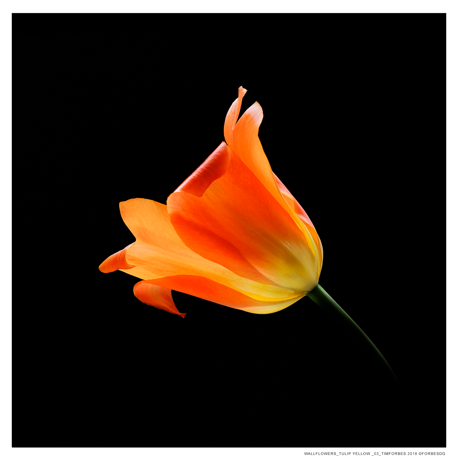 YELLOW RED_03