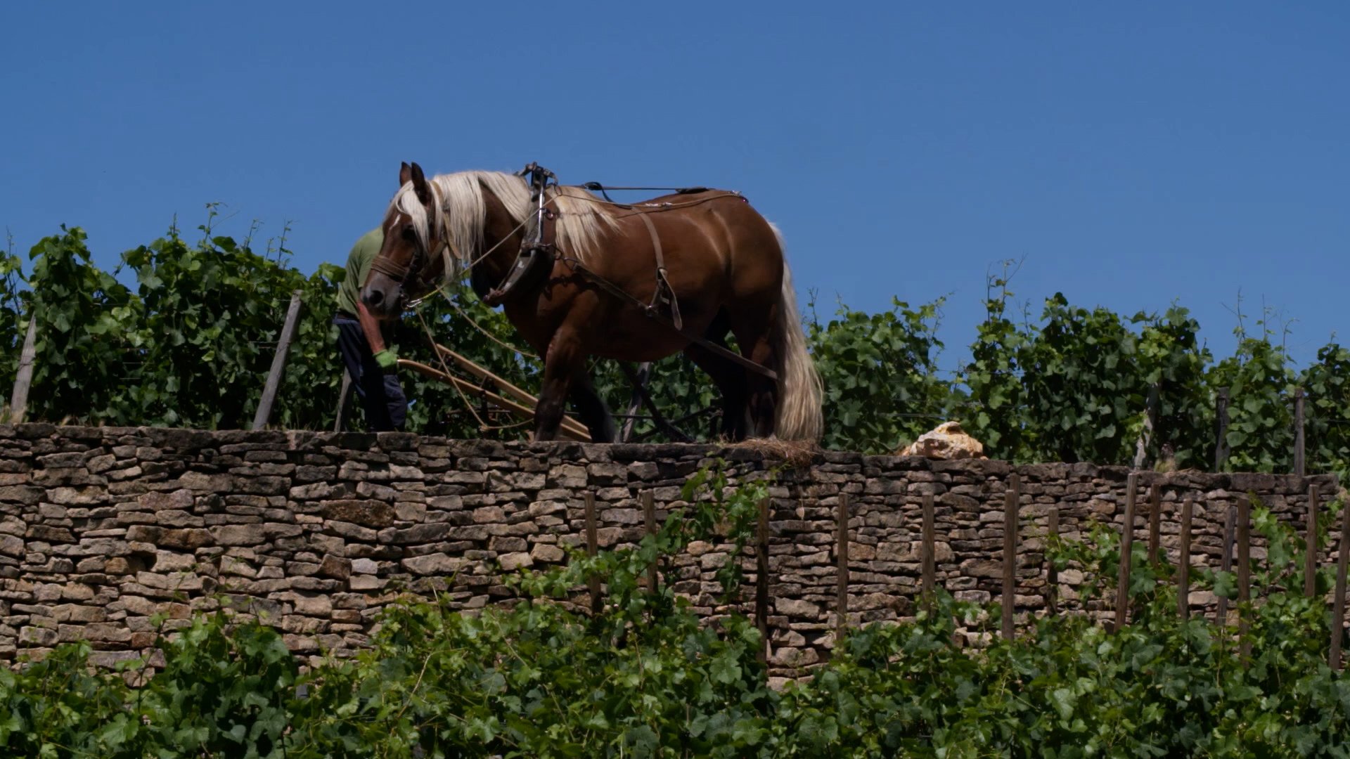 JN291_CULT_WINES_RSVGC_OLIVIER_BERNSTEIN_CINEMATIC_PROFILE_MASTER.00_01_11_17.Still008.jpg