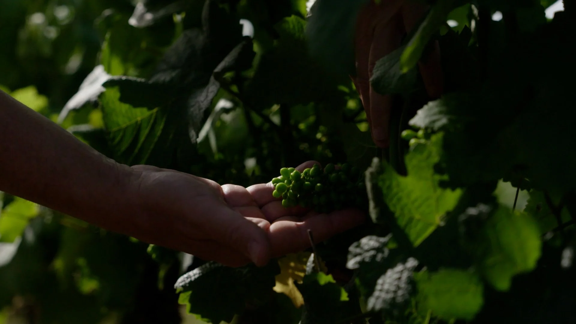 JN291_CULT_WINES_RSVGC_OLIVIER_BERNSTEIN_CINEMATIC_PROFILE_MASTER.00_02_08_06.Still012.jpg