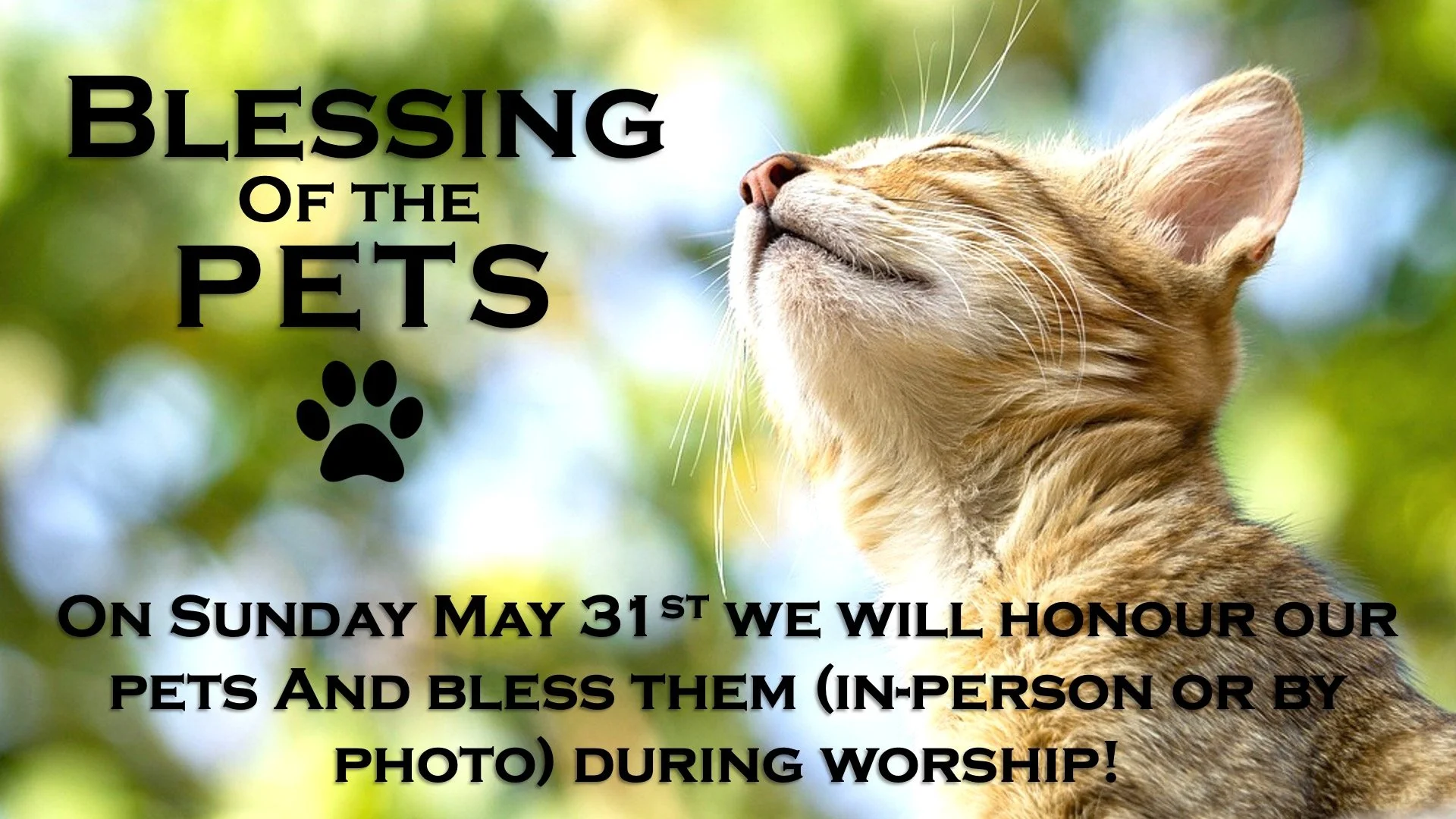 Blessing of the Pets
