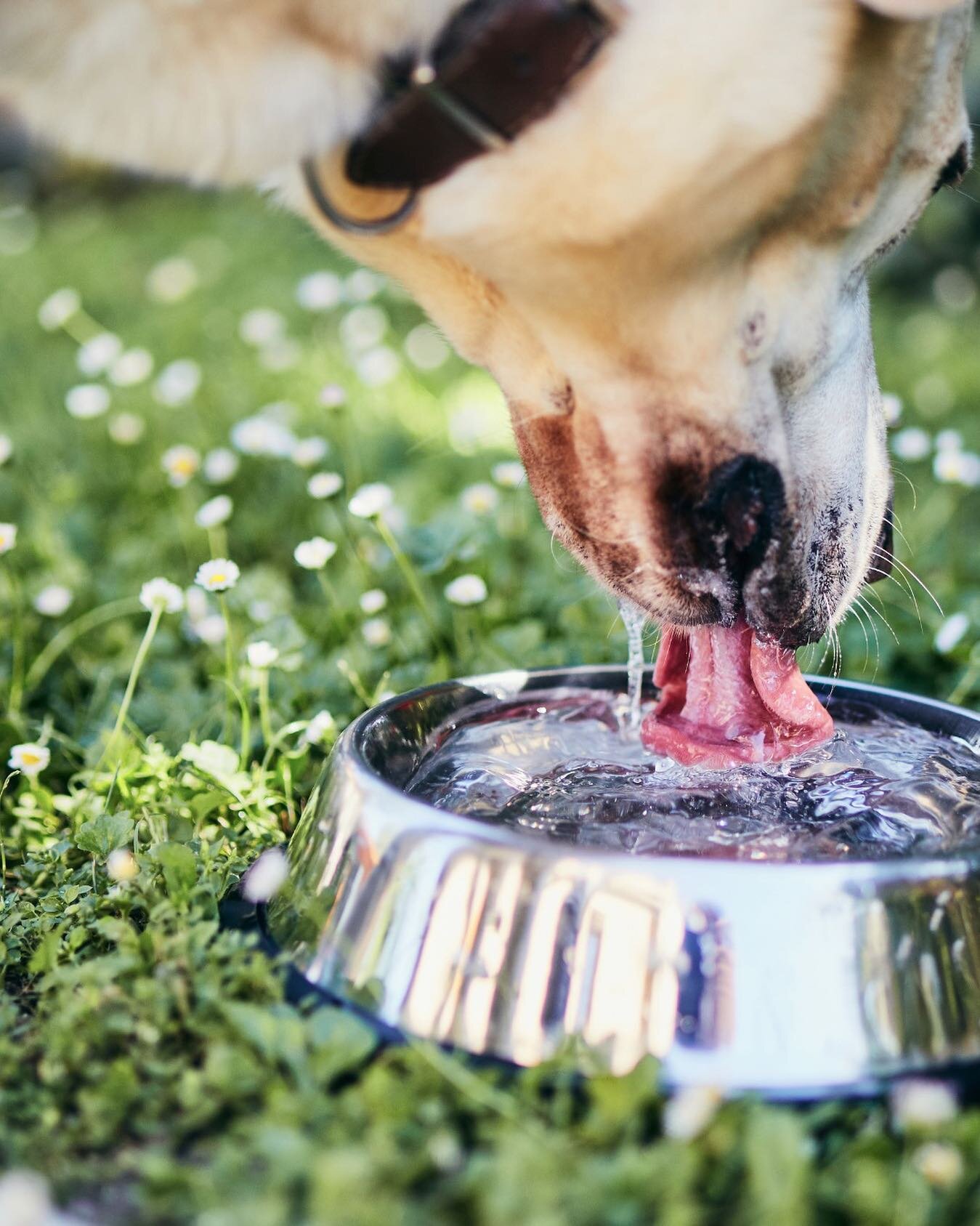 Your furry friend will feel right at home here at Beechwood General. We have water for them and cold drinks for you too!