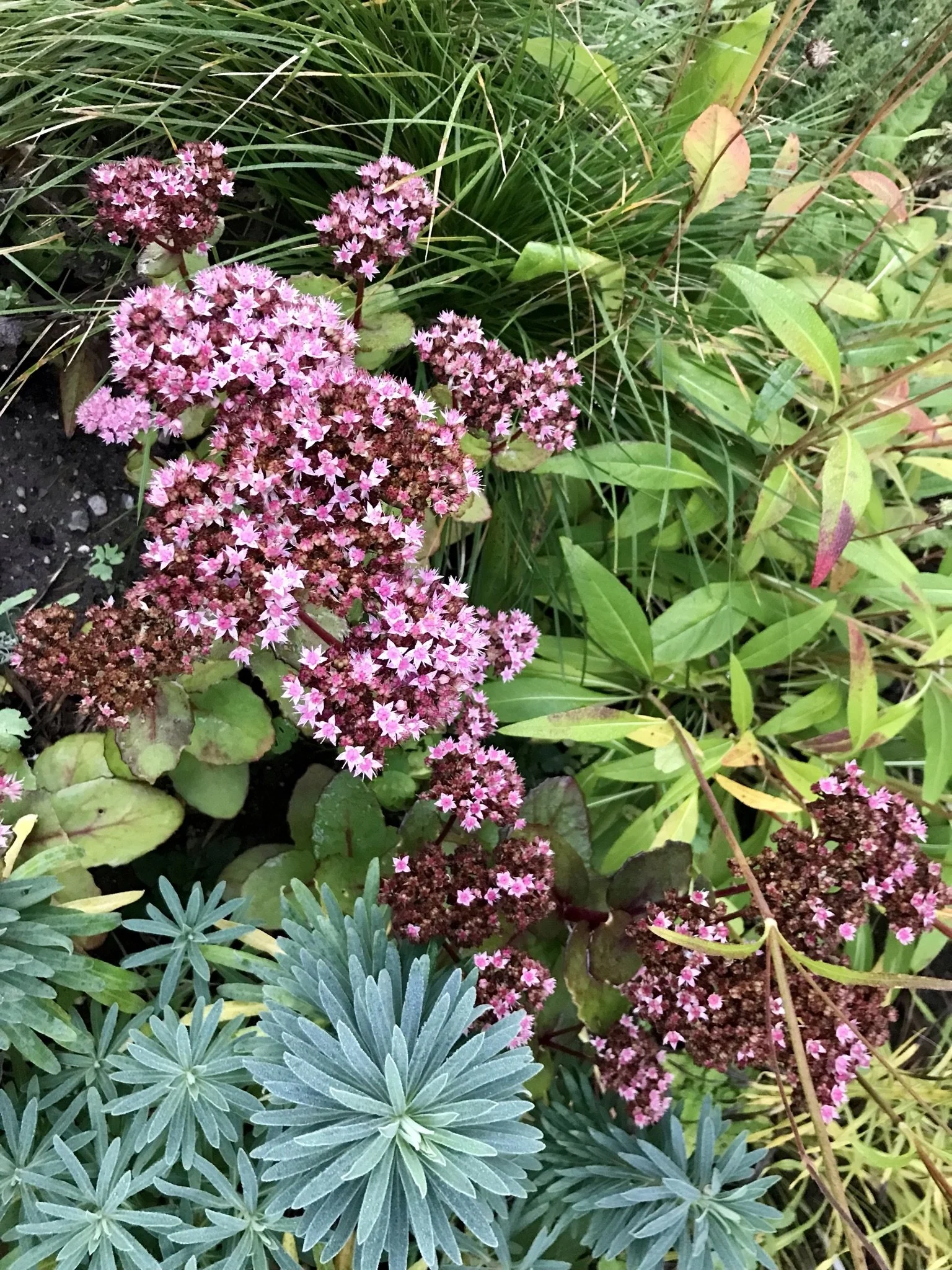 Bladformer oktober.JPEG