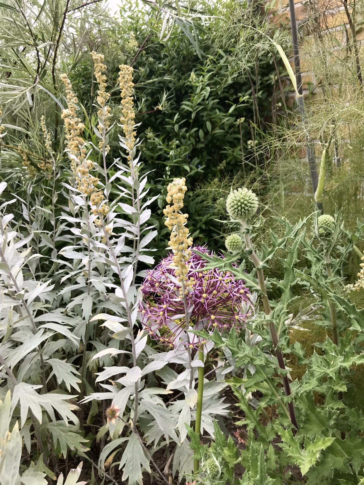 11_Sølvbynke og allium medio juni.JPEG