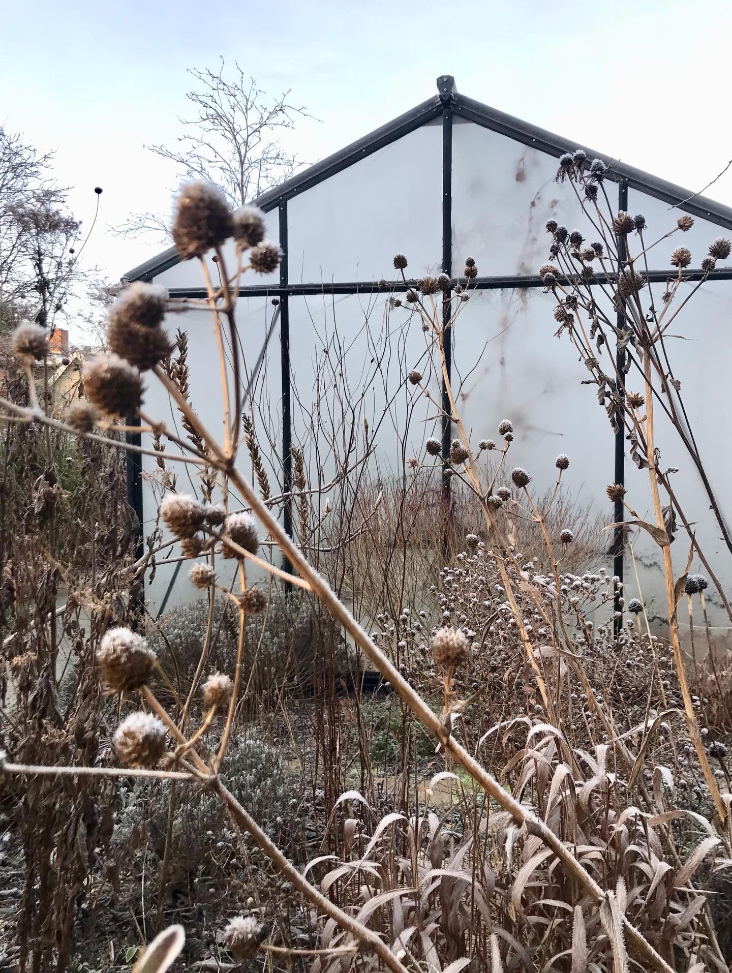 Gl&aelig;delig juleferie ❄️🌿☀️

Frosten forvandler blade og fr&oslash;stande til sm&aring; glitrende kunstv&aelig;rker. Det er n&aelig;sten magisk at g&aring; p&aring; opdagelse i haven s&aring;dan en fin, frostklar morgen. 

Nyd fridagene og roen d