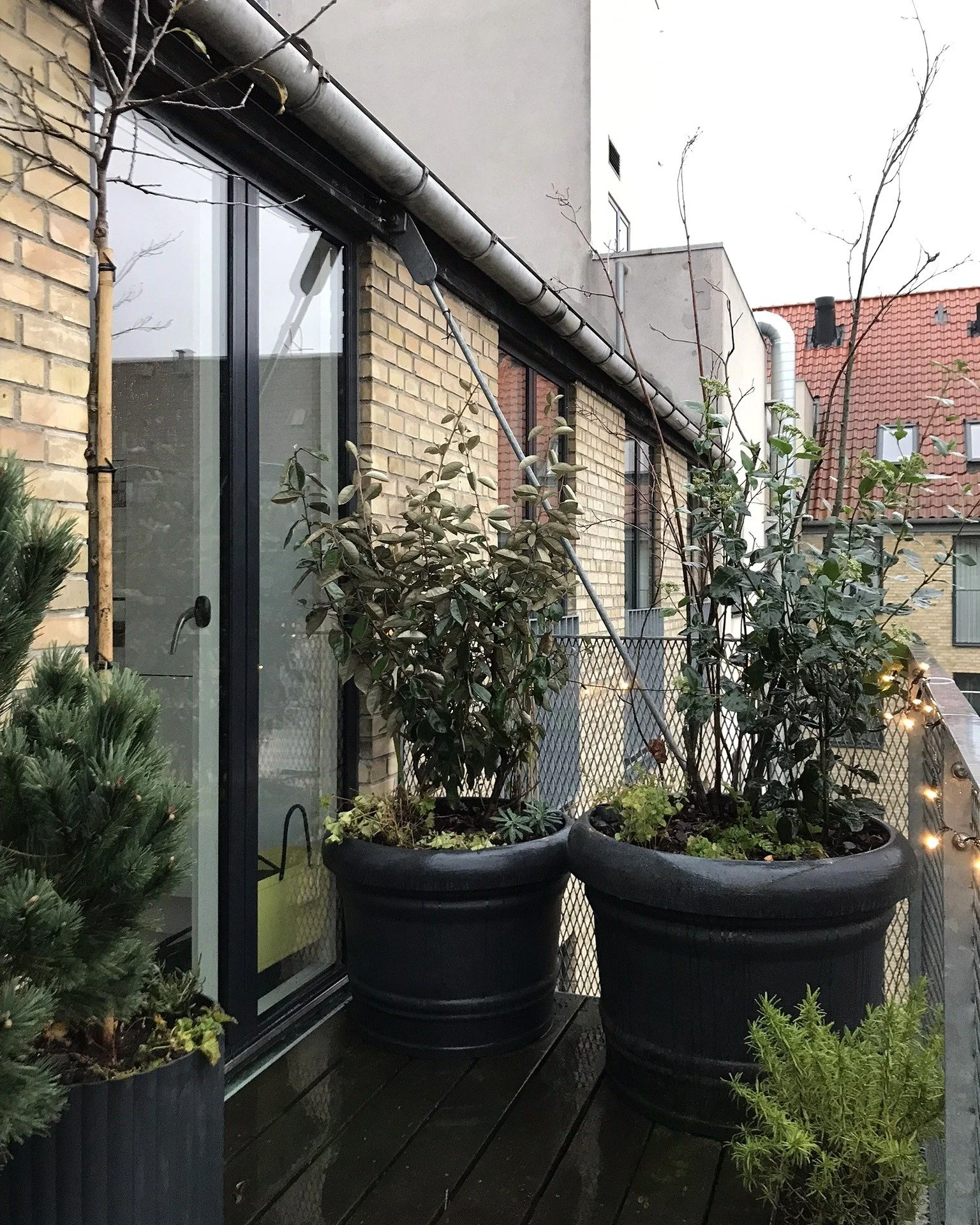 Nyt liv i krukkerne 🌿💚

I hjertet af K&oslash;benhavn har jeg designet ny beplantning til en serie af store altankrukker. Buske, stauder og l&oslash;gplanter med blomster i en afstemt farveskala fra hvid til fersken og over i lyslilla blandes med f