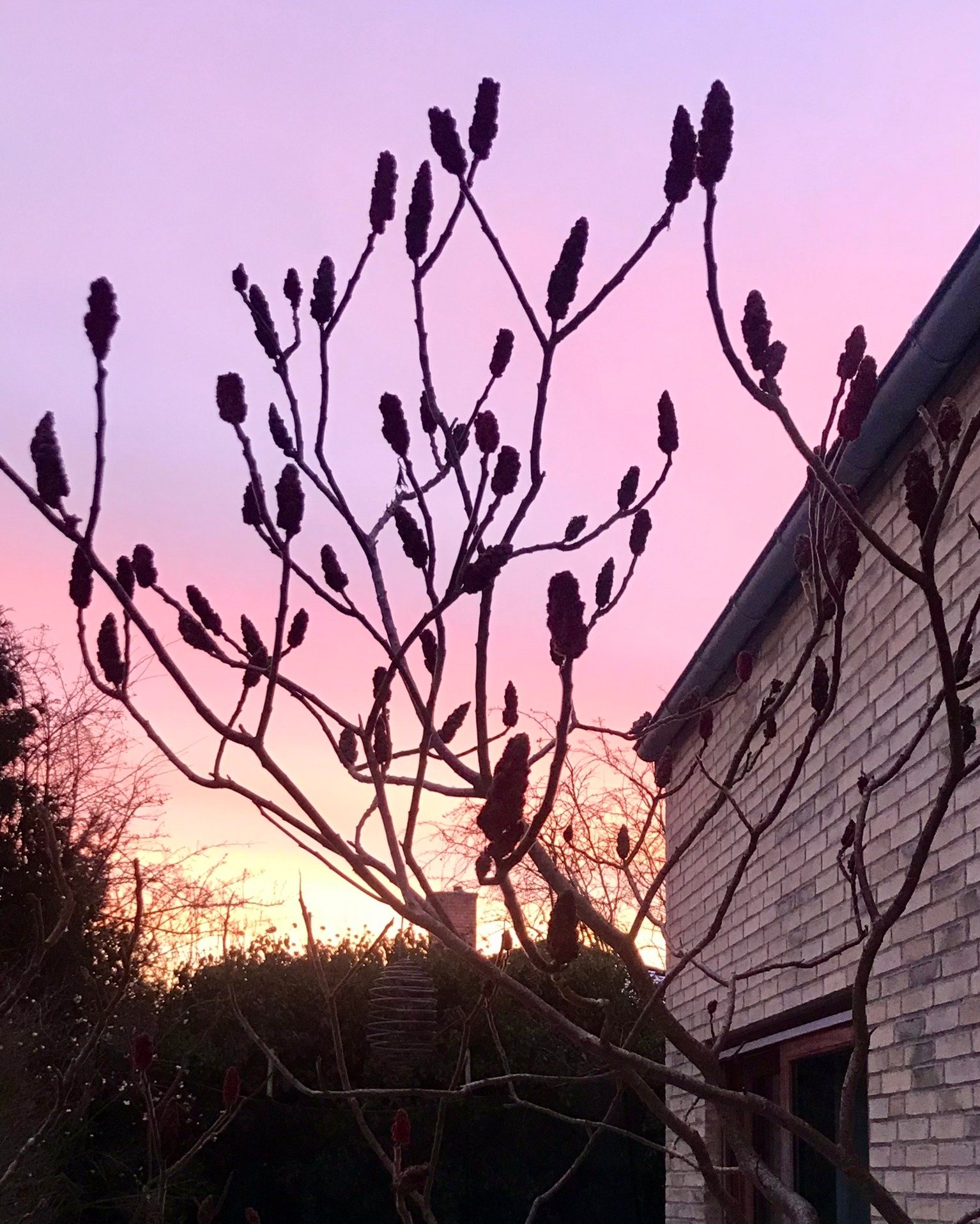 Rhus typhina - hjortetaktr&aelig; - &aring;ret rundt🌿💚

Tr&aelig;ets lethed, skulpturelle og grafiske effekt, fine bladv&aelig;rk, lodne grene og smukke fr&oslash;stande. Der er mange grunde til at elske hjortetaktr&aelig;et. 

Tr&aelig;et skal dog