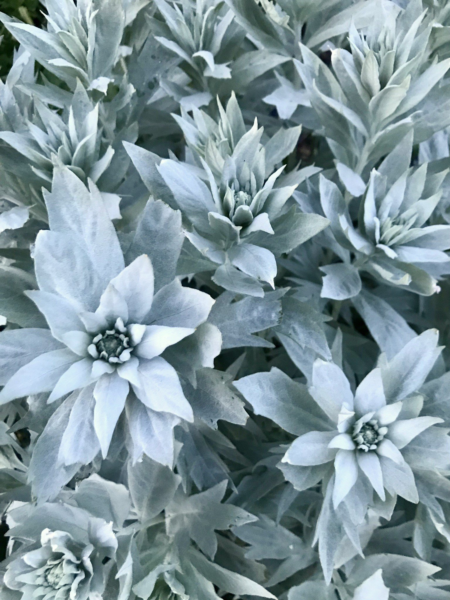 7_Sølvbynke maj 2025.JPEG