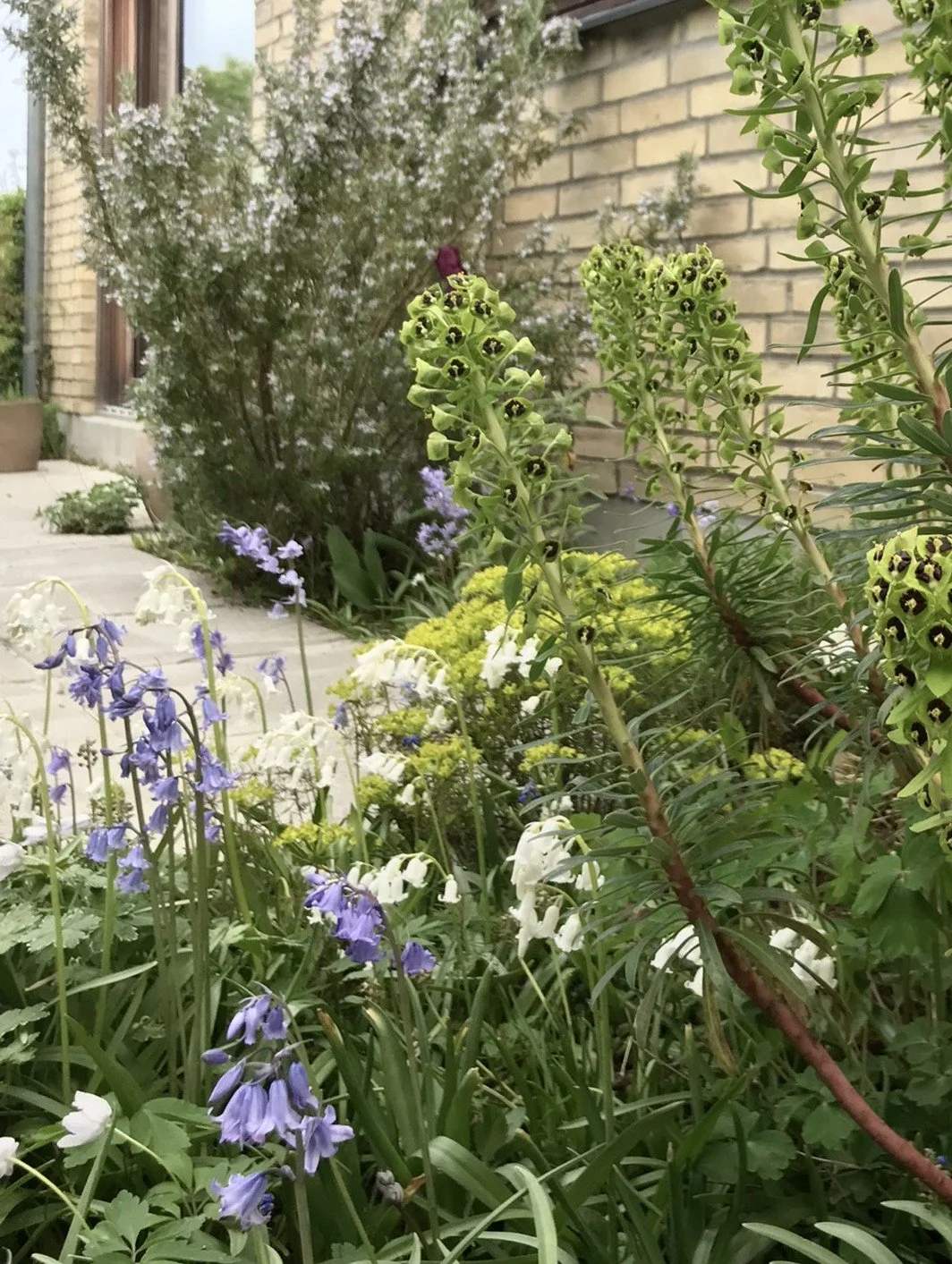 Spansk klokkeskilla maj.JPEG