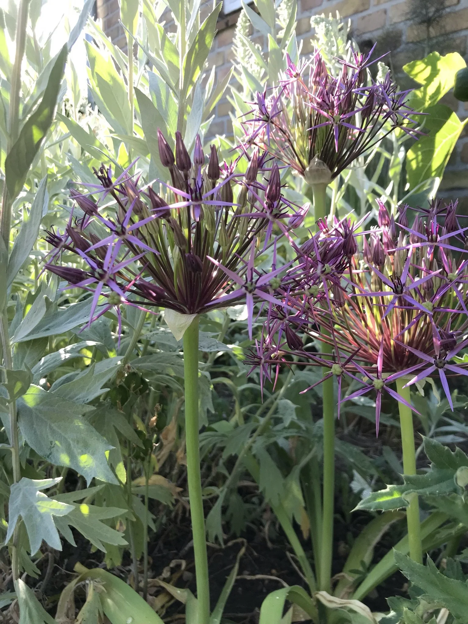 8_Allium Christophii juni.JPEG