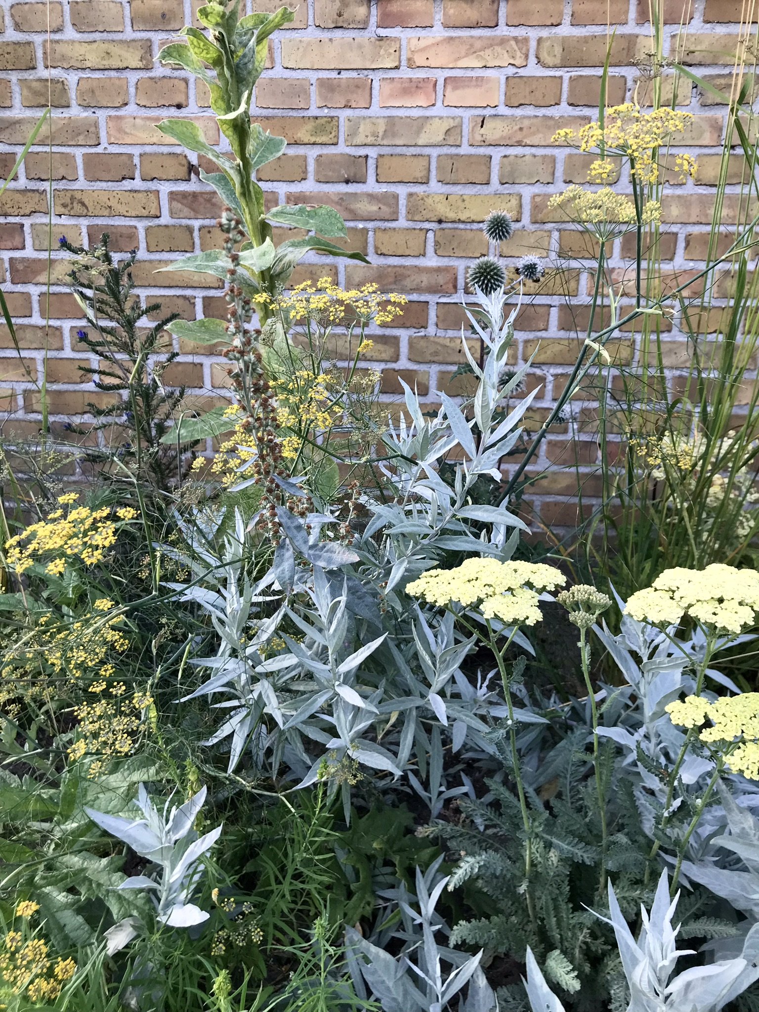 14_Røllike kongelys og slangehoved august.JPEG