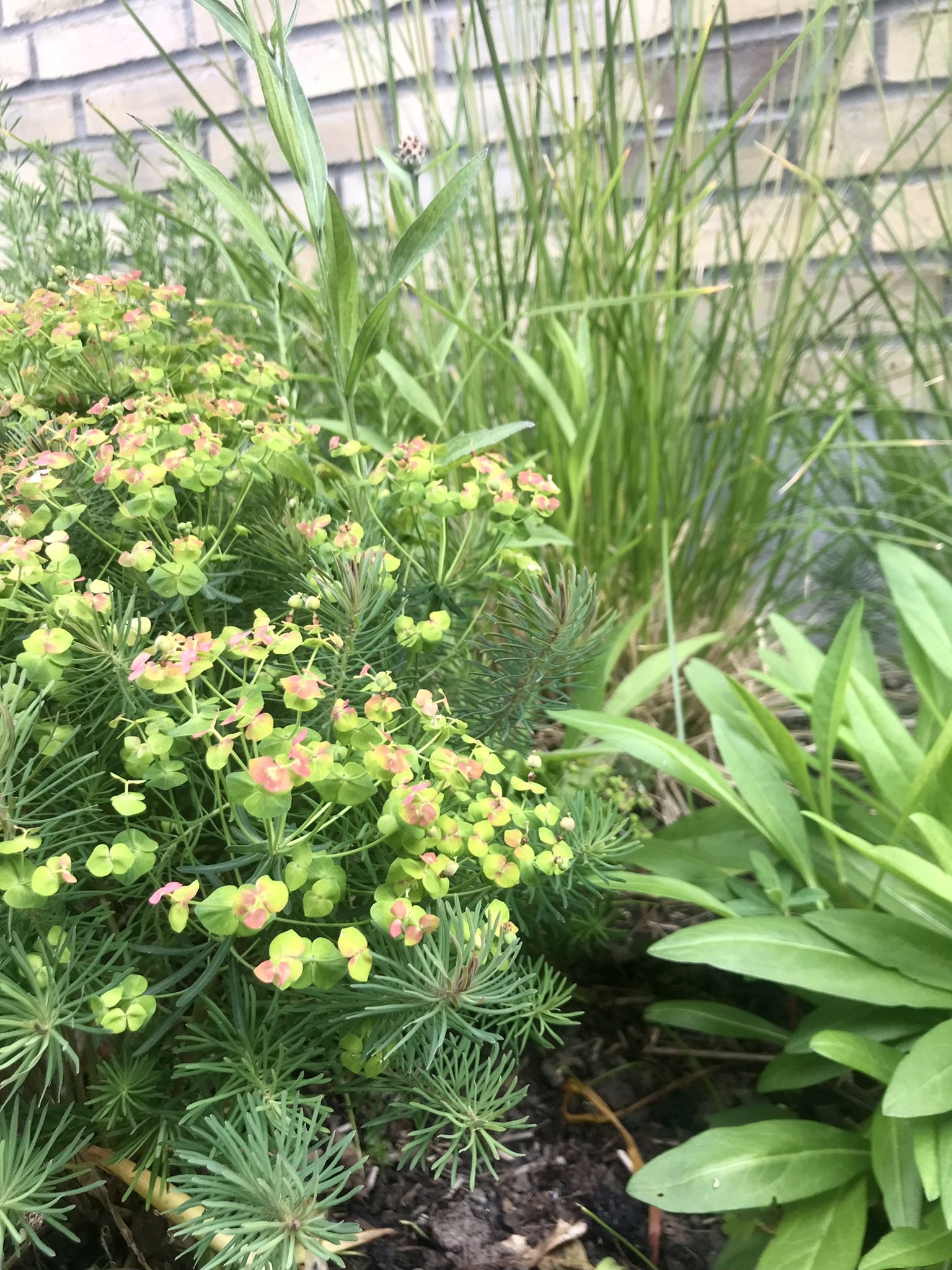 Cypresvortemælk juni.JPEG