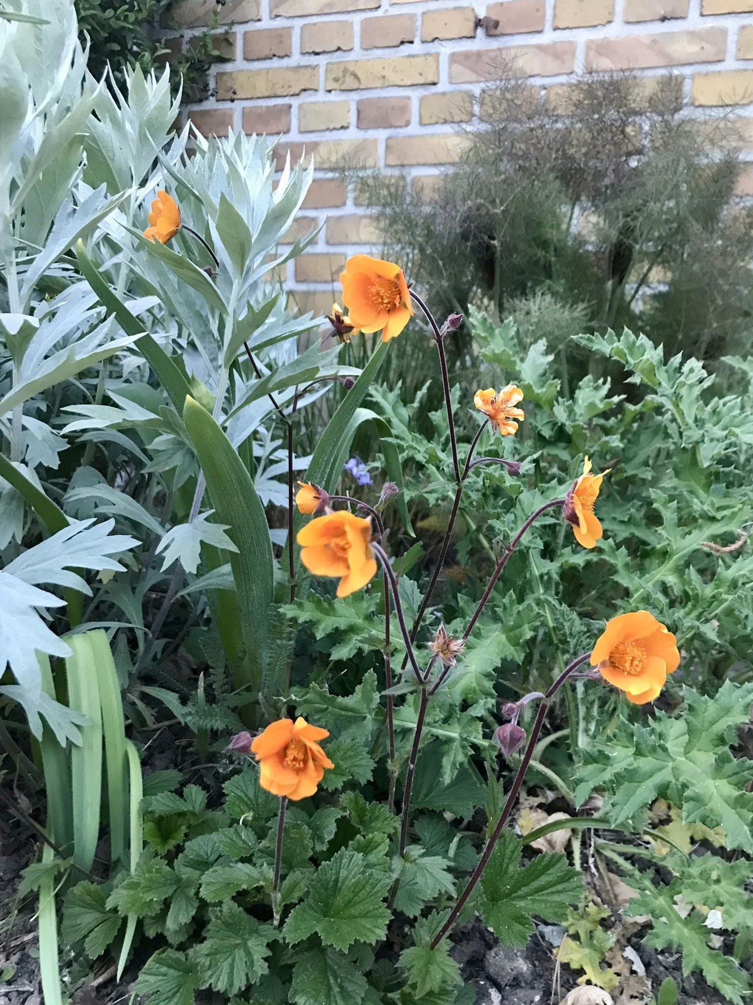 6_Nellikerod Carlskær maj 2025.JPEG