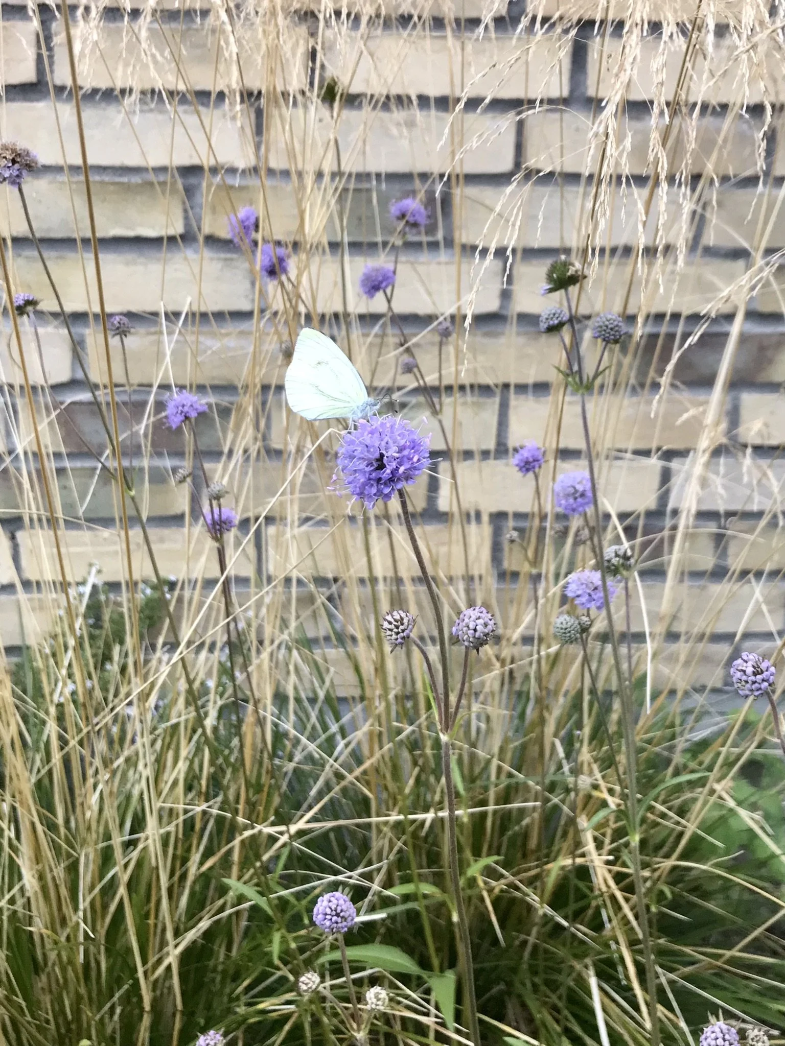 Djævelsbid aug.JPEG