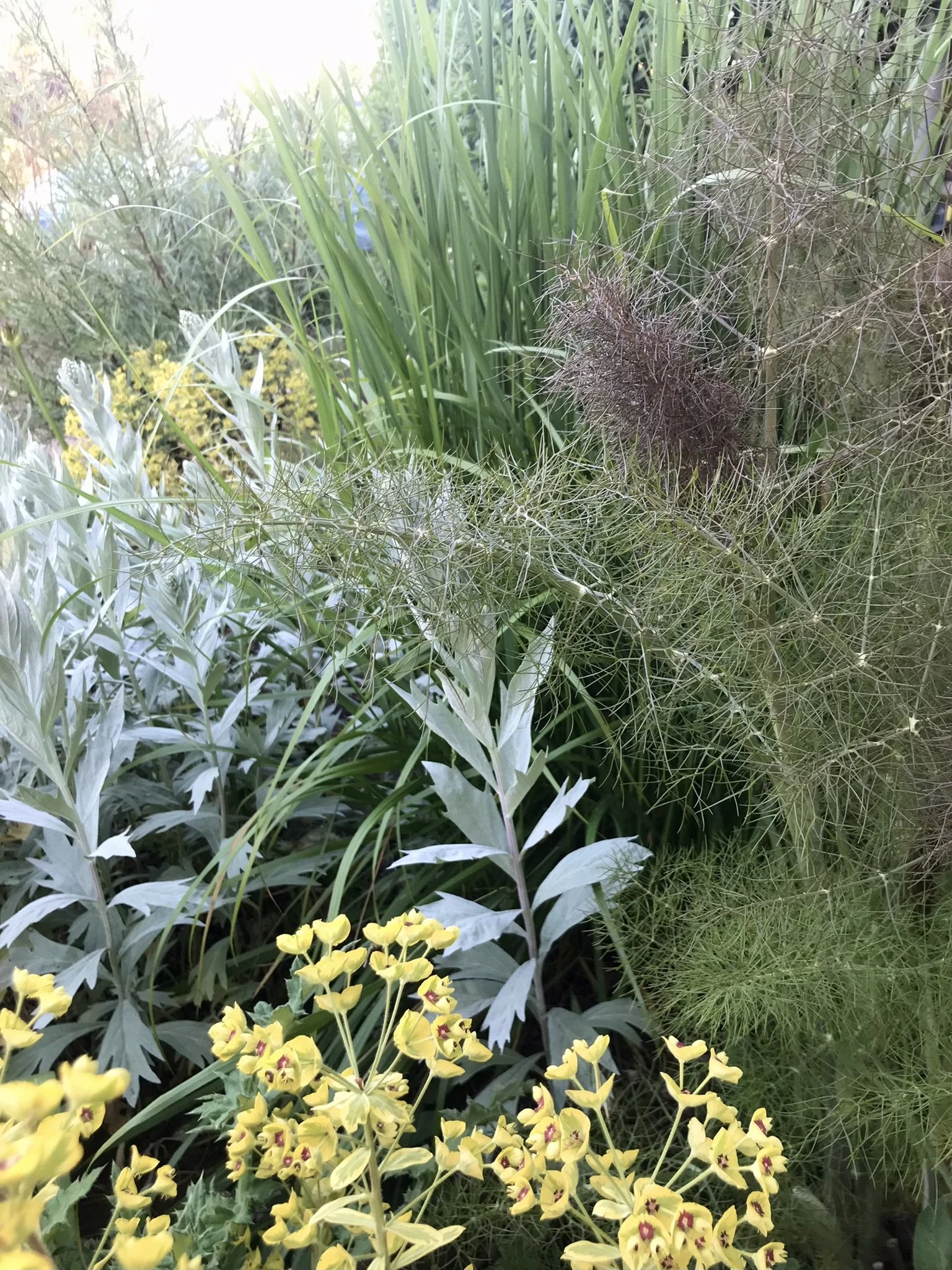 5_Vortemælk og bronzefennikel maj.JPEG