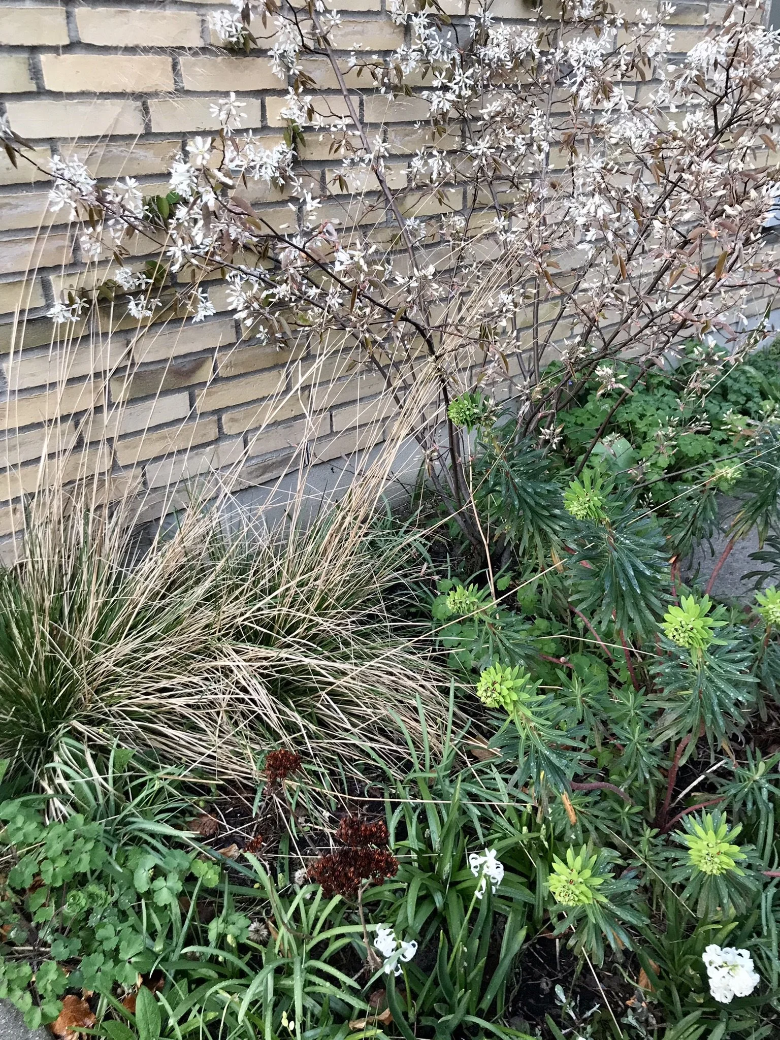 Bærmispel forår.JPEG