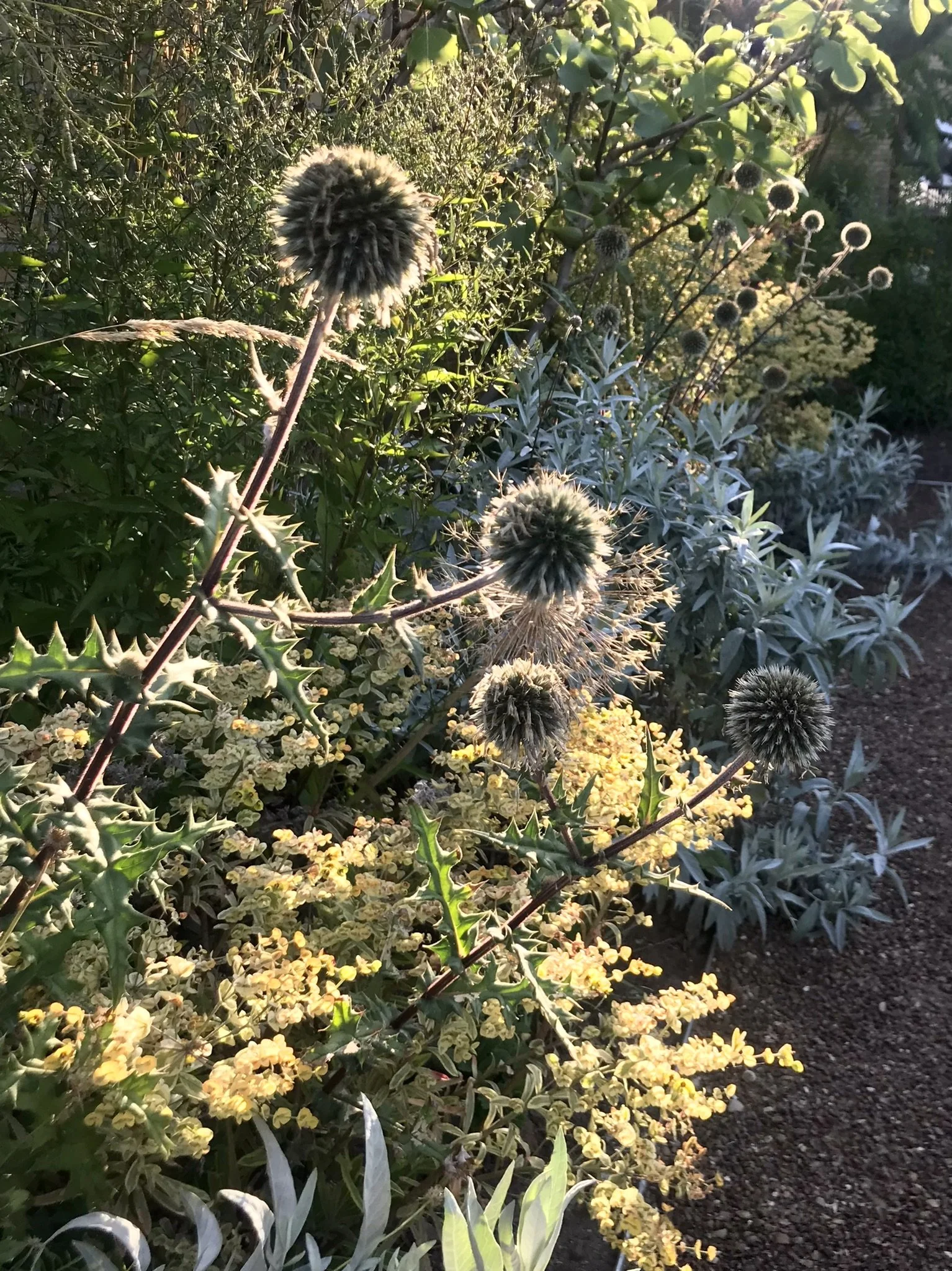 13_Tidselkugle Arctic glow.JPEG