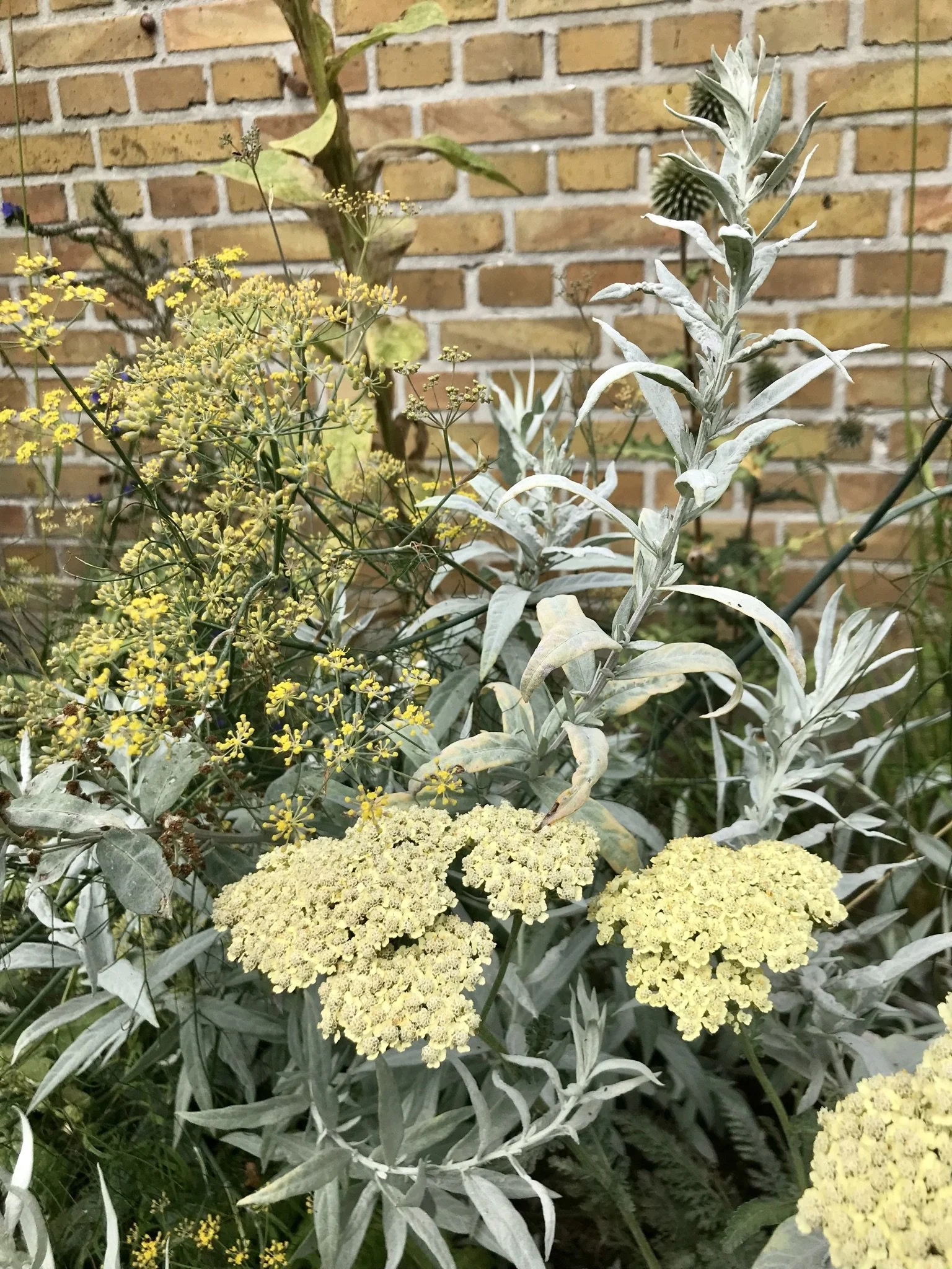 15_Sølvbynke røllike og bronzefennikel august.JPEG