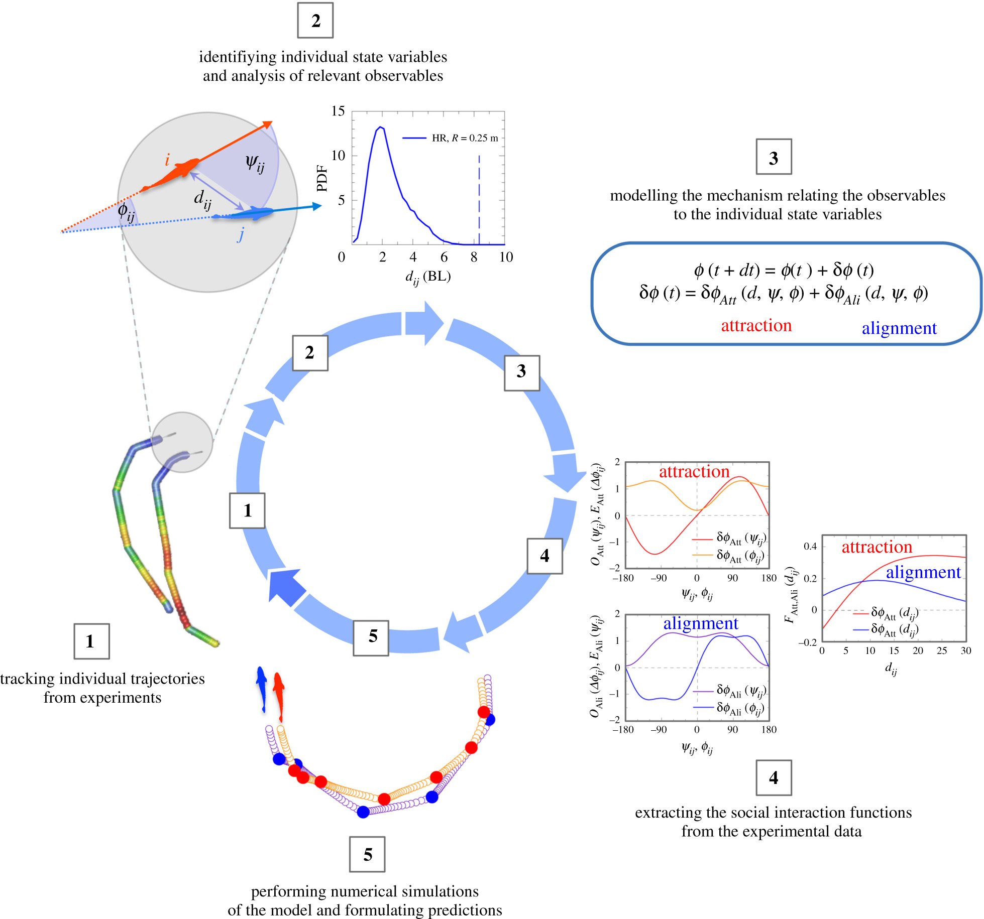 A data-driven method for reconstructing and modelling social interactions in moving animal groups