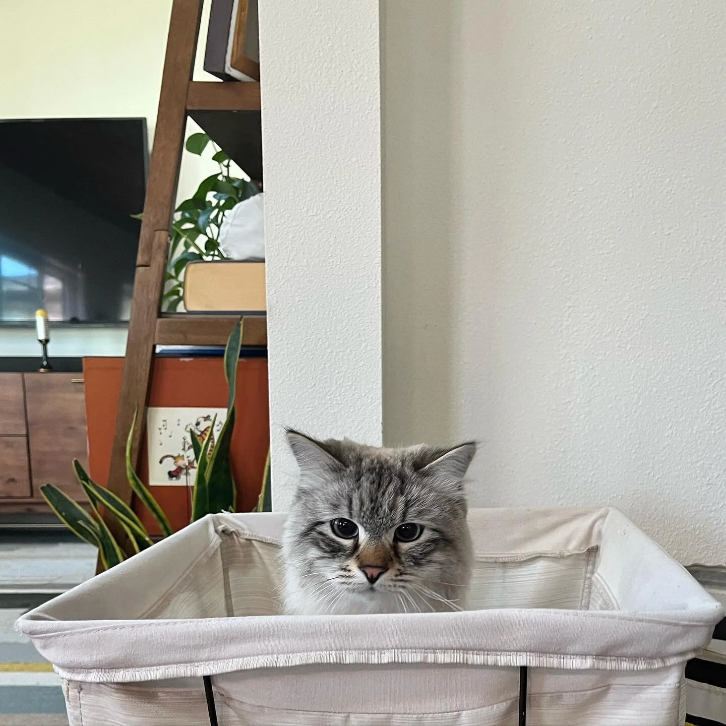 Lots of folks responded to my last post, about the link between activity and mental health… sooooo expect more of those! I smell infographics incoming
Medium-related, here is a picture of our cat, Fig, in a hamper. This is a sure fire seroton
