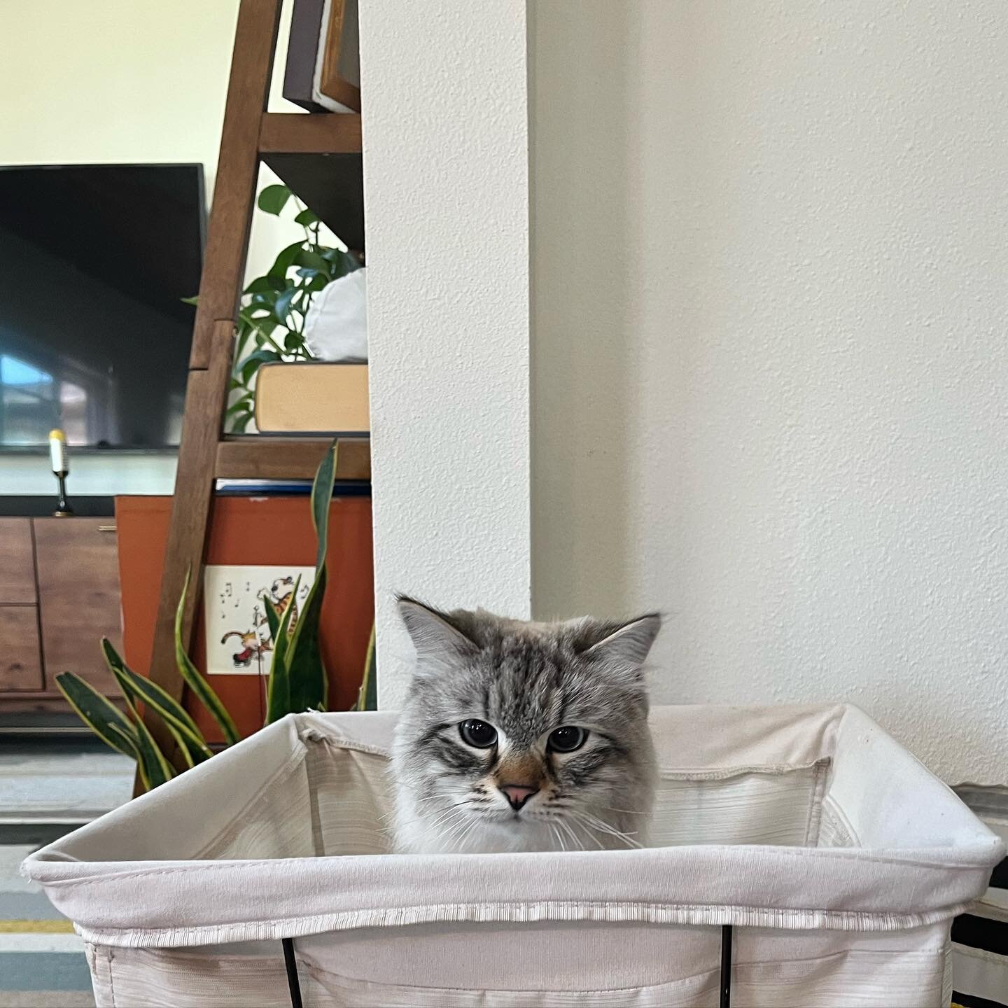 Lots of folks responded to my last post, about the link between activity and mental health&hellip; sooooo expect more of those! I smell infographics incoming

Medium-related, here is a picture of our cat, Fig, in a hamper. This is a sure fire seroton